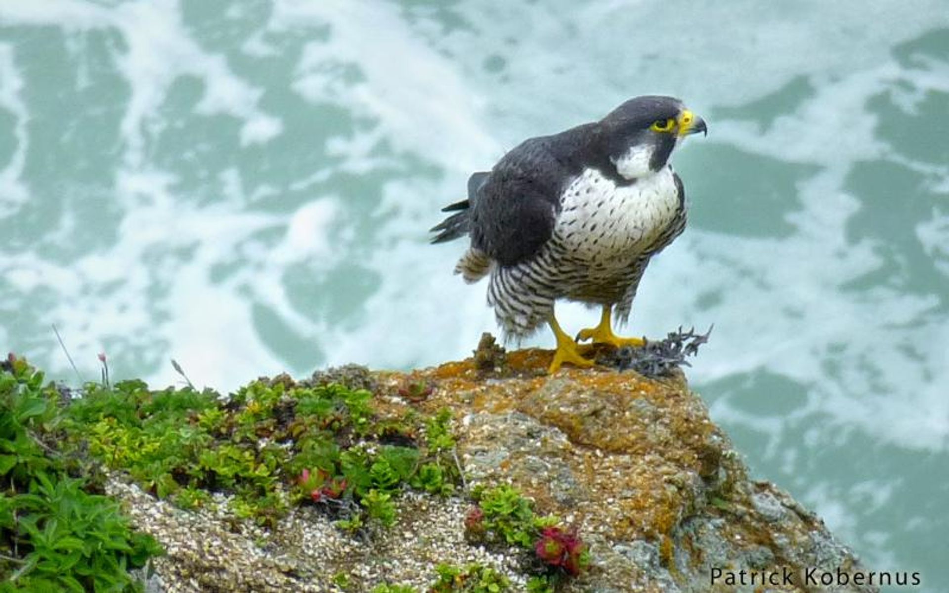 Peregrine Falcons Nest in the Cliffs above the Trail