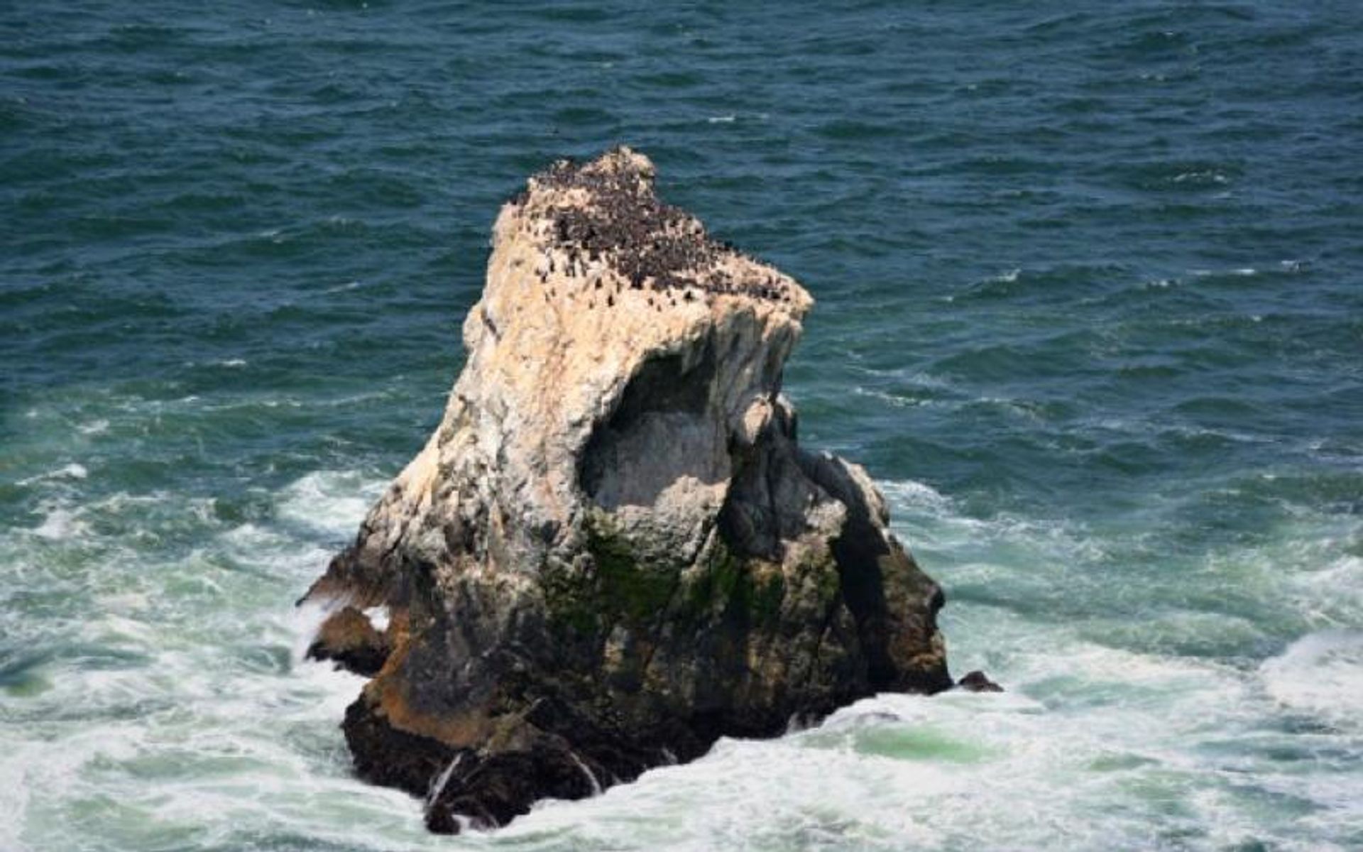 Egg Rock off the Coast of Devil's Slide provides nesting habitat for Common Murre Seabirds