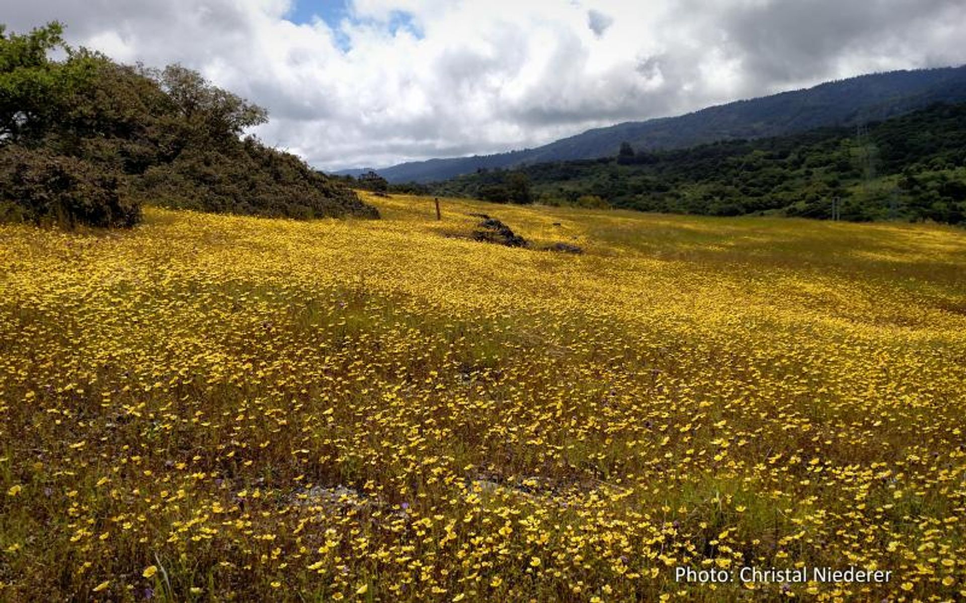 Wildflower Season at Edgewood