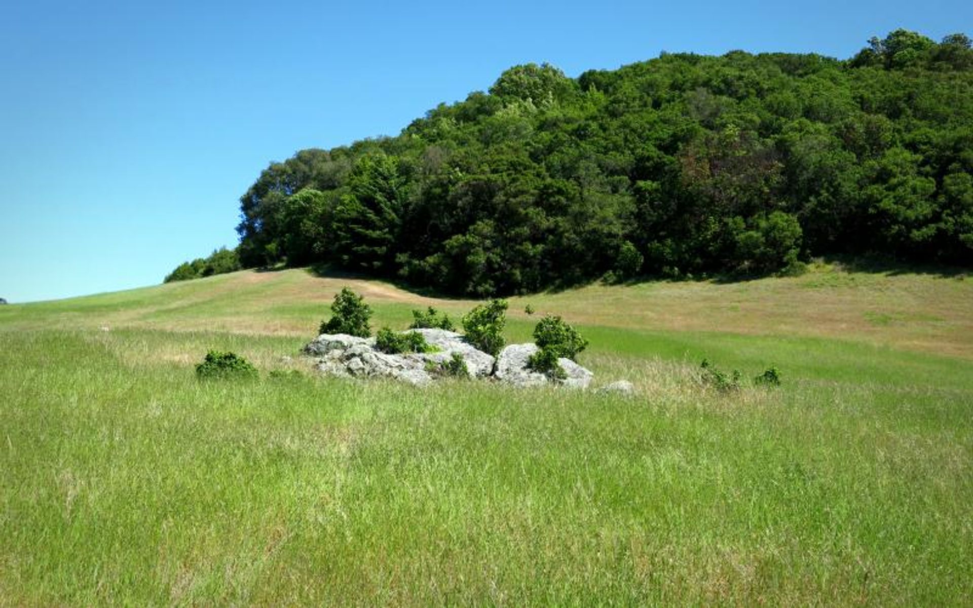 Serpentine Rock Outcroppings at Edgewood