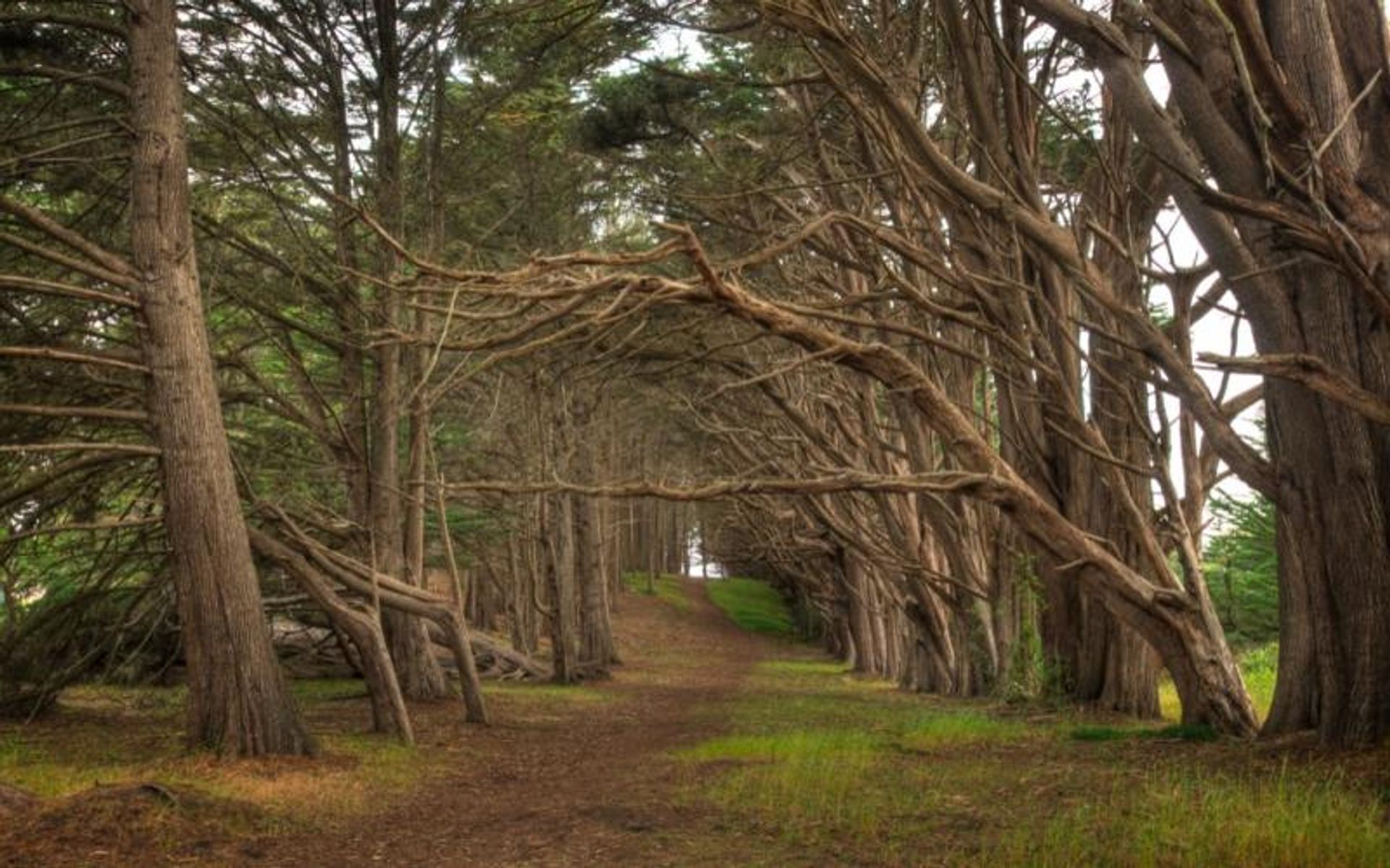 "Magical" Cypress Forest on the Bluff