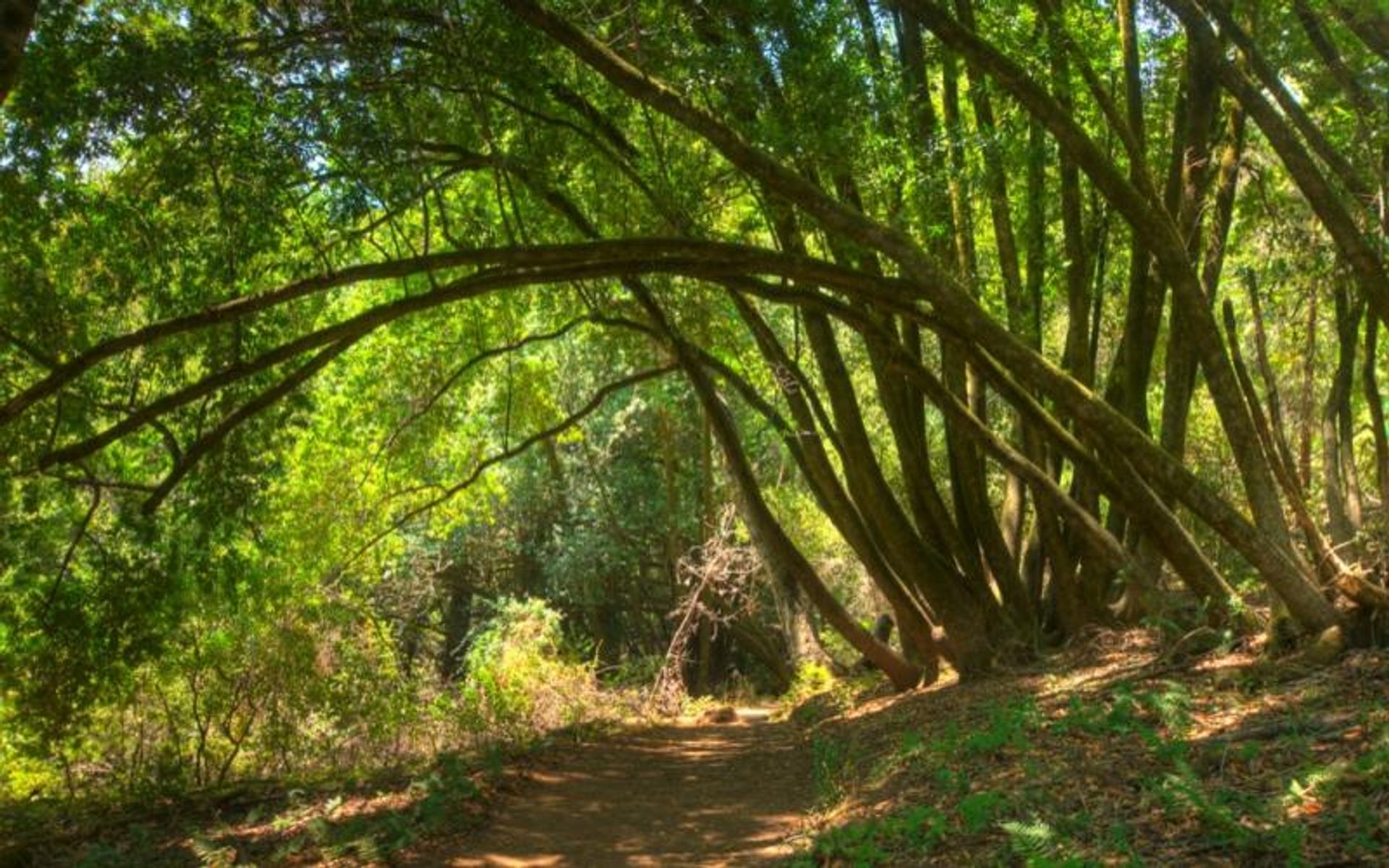 Bay Tree Trail at Huddart Park