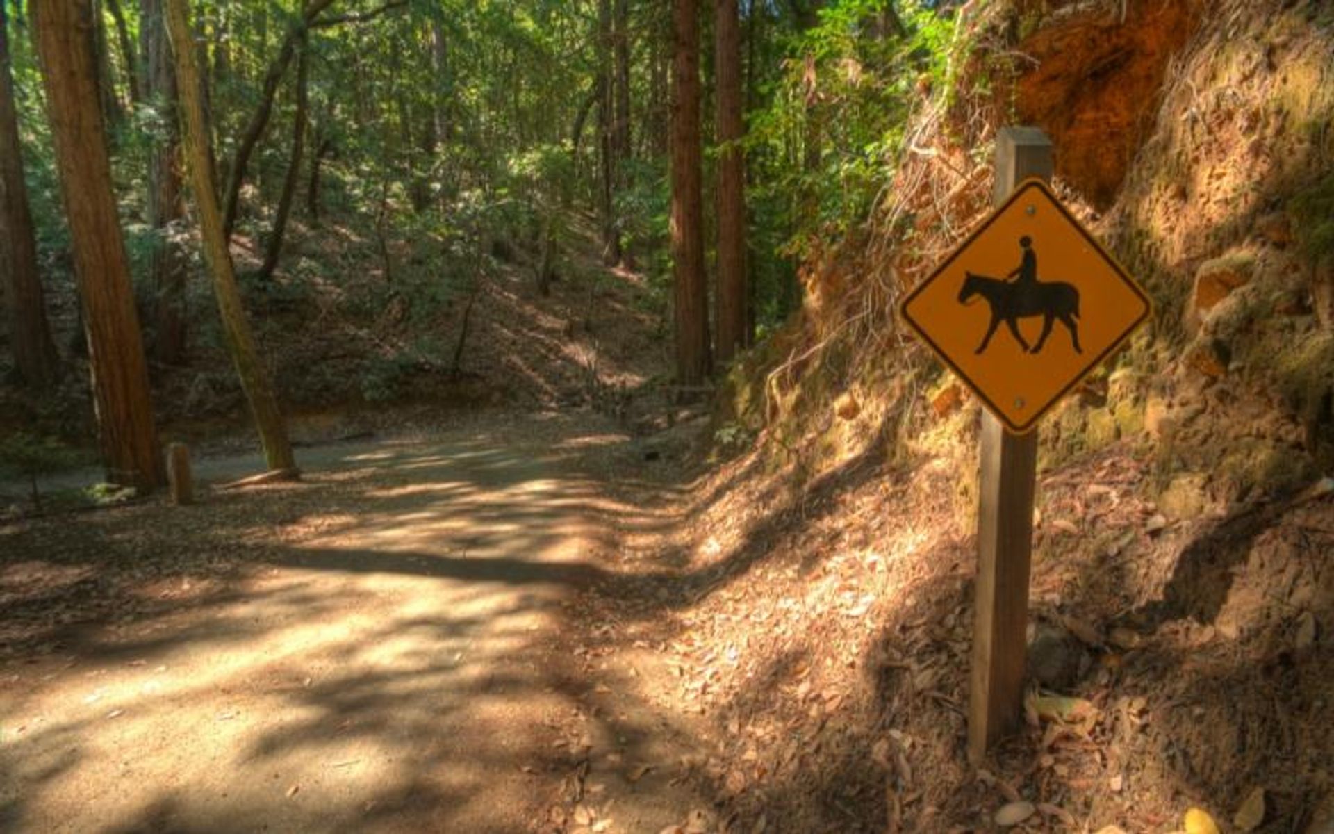 Equestrian trail use is common at Huddart Park