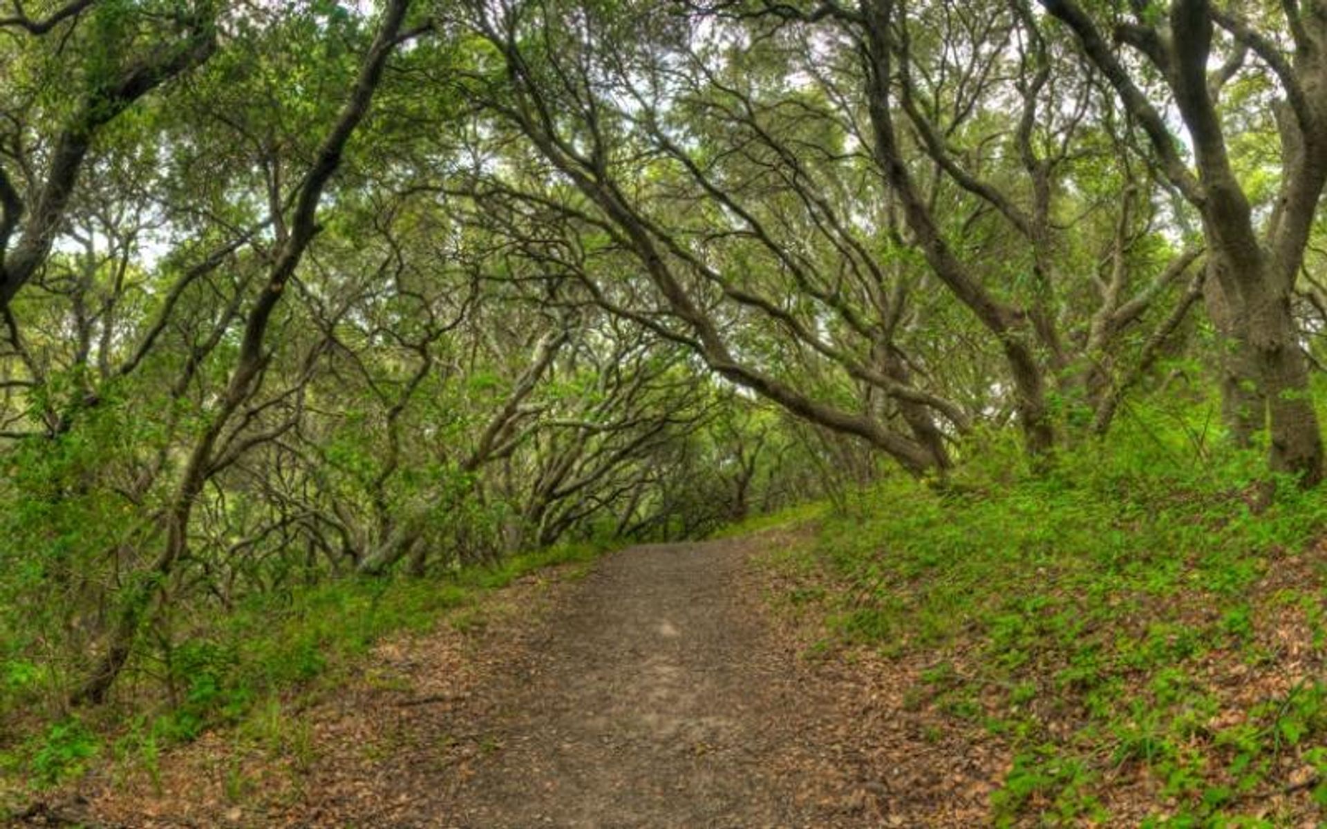 Buckeye Trail at Junipero Serra Park