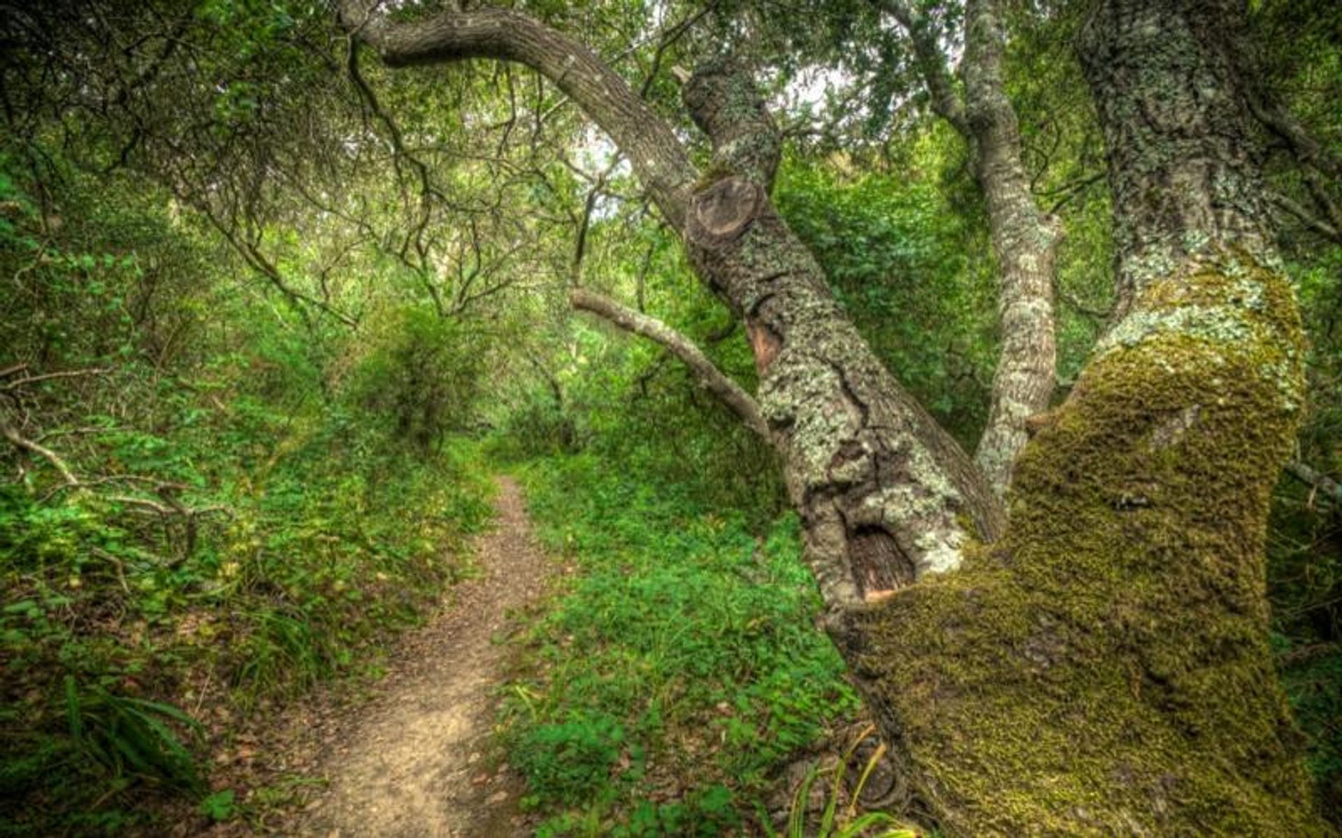 Live Oak Nature Trail