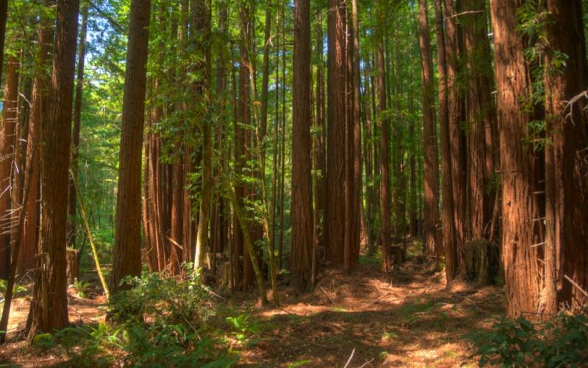 Tarwater Trail runs through many strands of second-growth redwood forest.