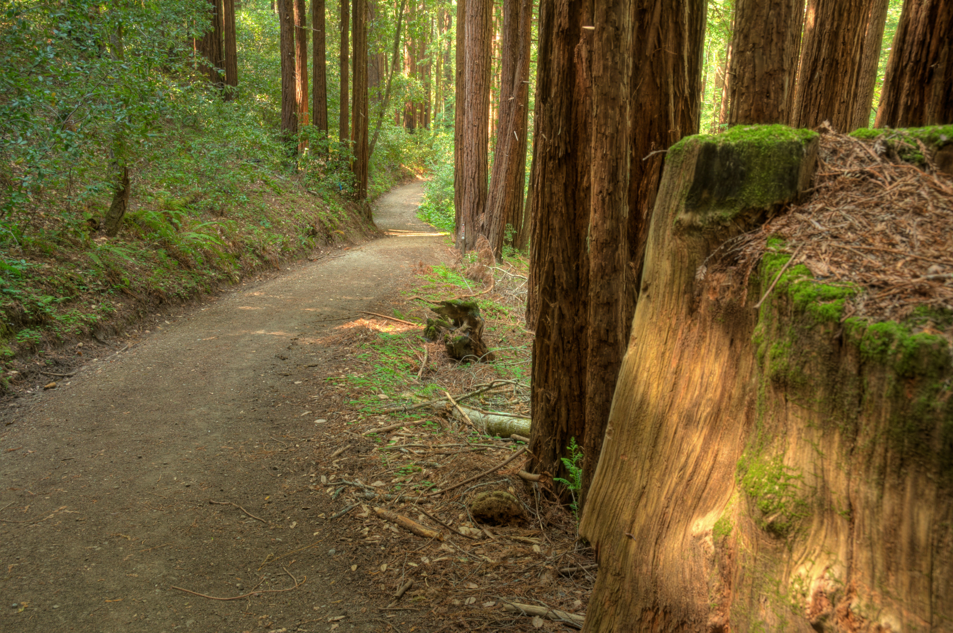 Forest Trail redwood tree giants