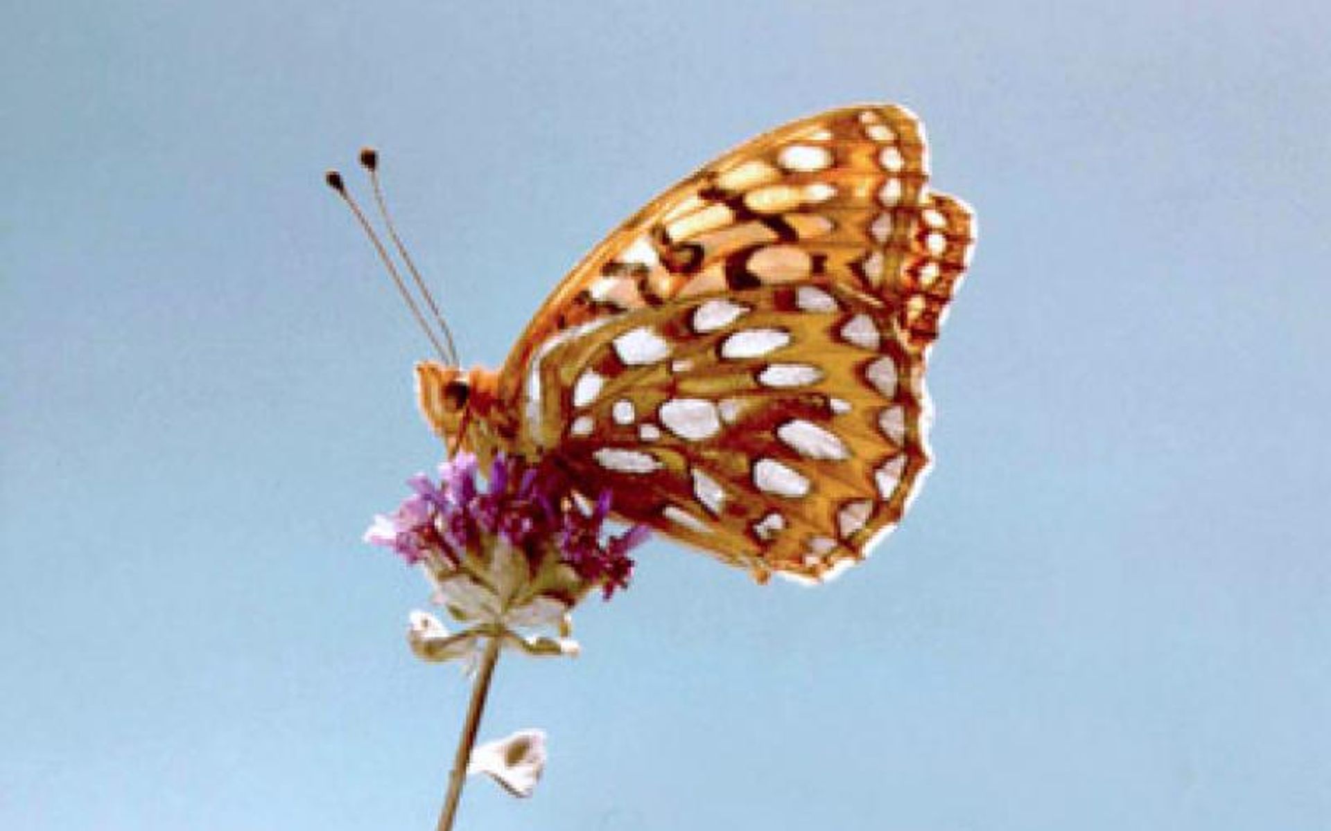 The Callippe Silverspot is one of the rare butterflies found on San Bruno Mountain.