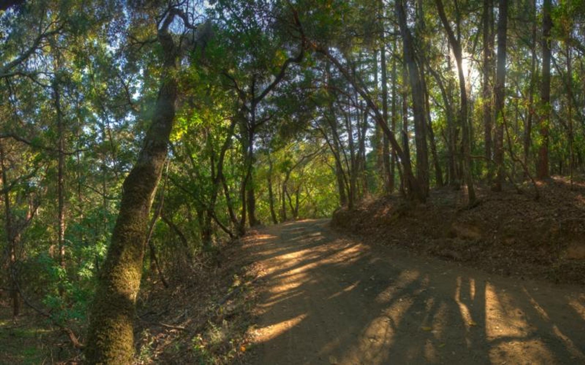 Oak Trail features a mixed evergreen forest.