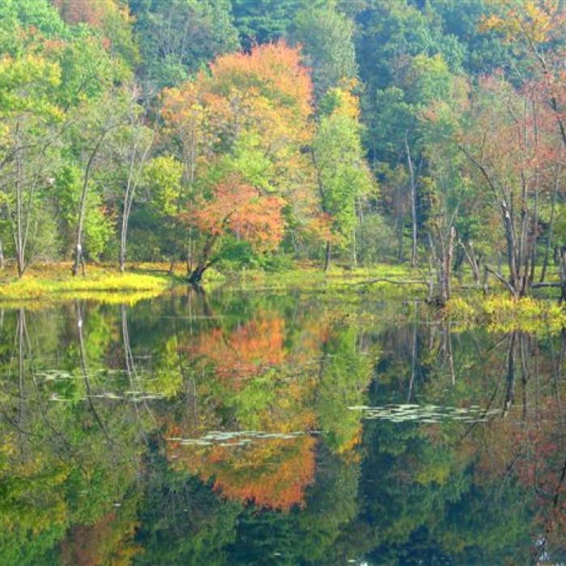 The Merrimack River floodplain is one of the most popular trails in Concord, especially during the fall foliage season.