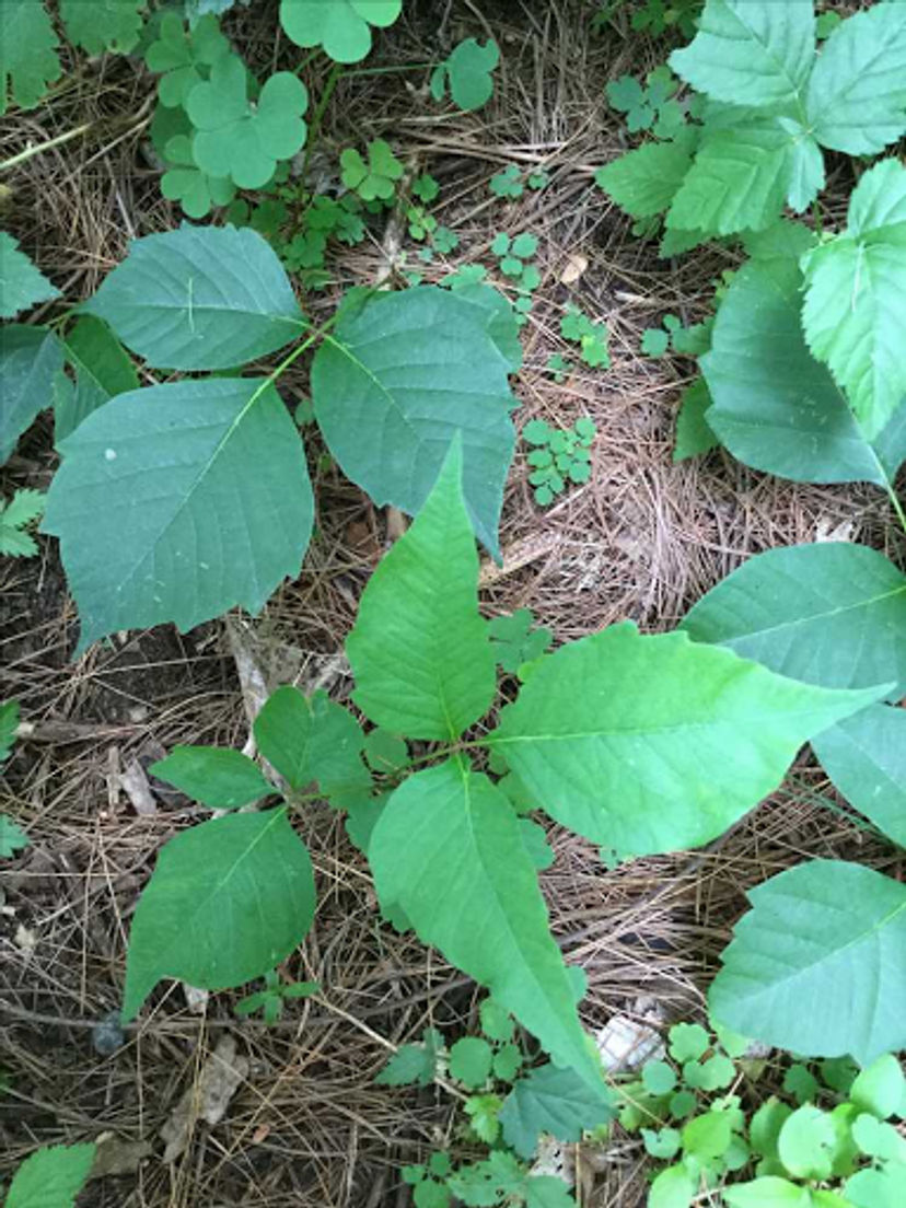 Watch out for poison ivy! This green, three-leafed vine or shrub is common to northeastern America.