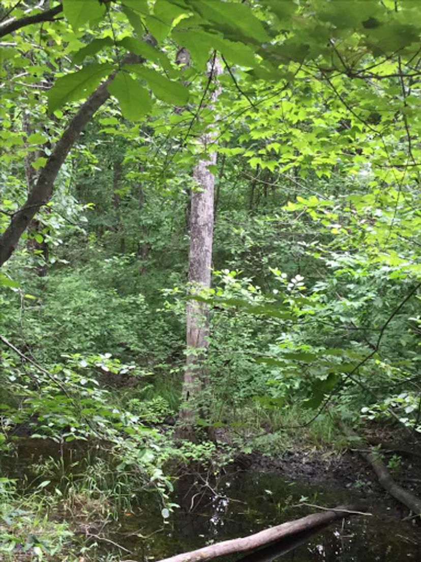 You can see damage caused by the emerald ash borer among ash trees like this one in the area.