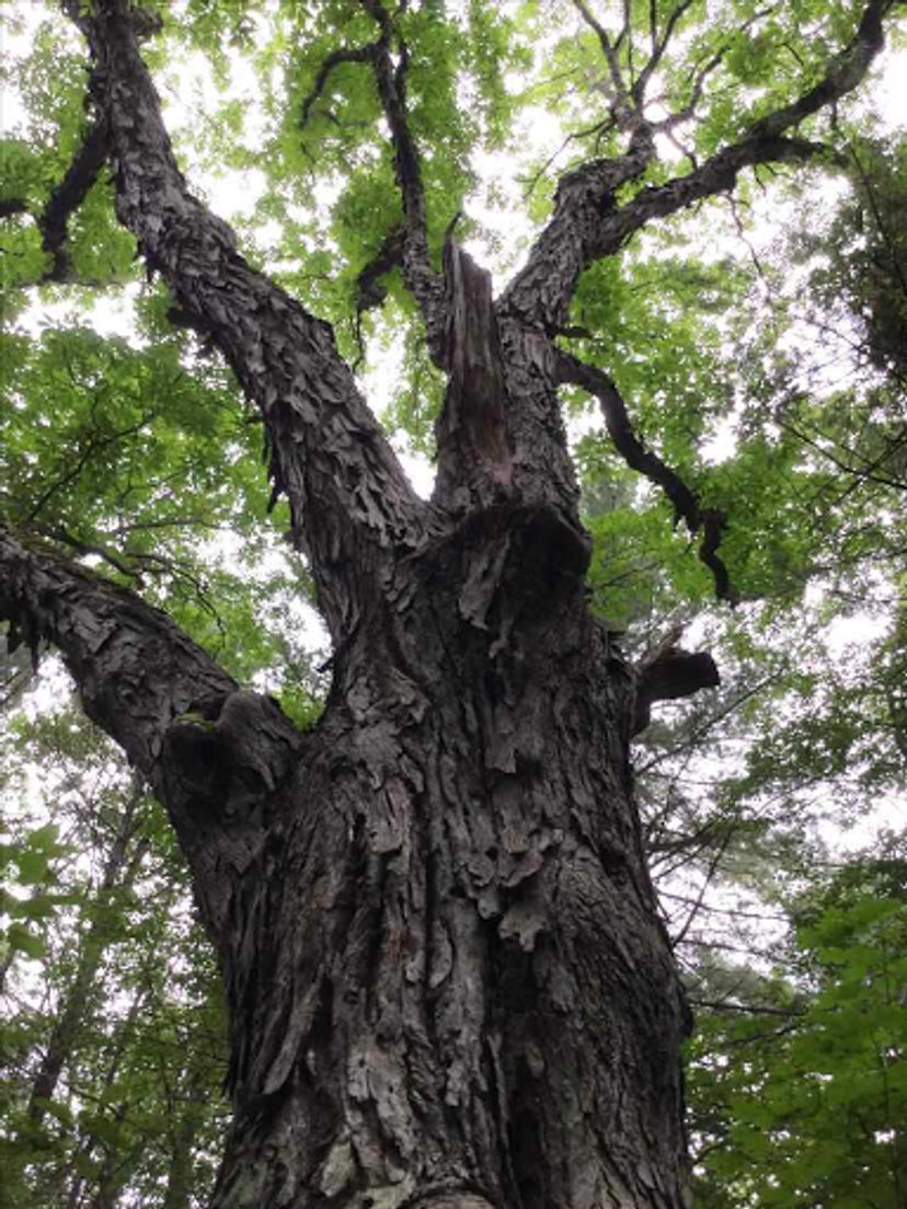  The trunk of a shagbark hickory is characterized by its long peeling strips of bark.