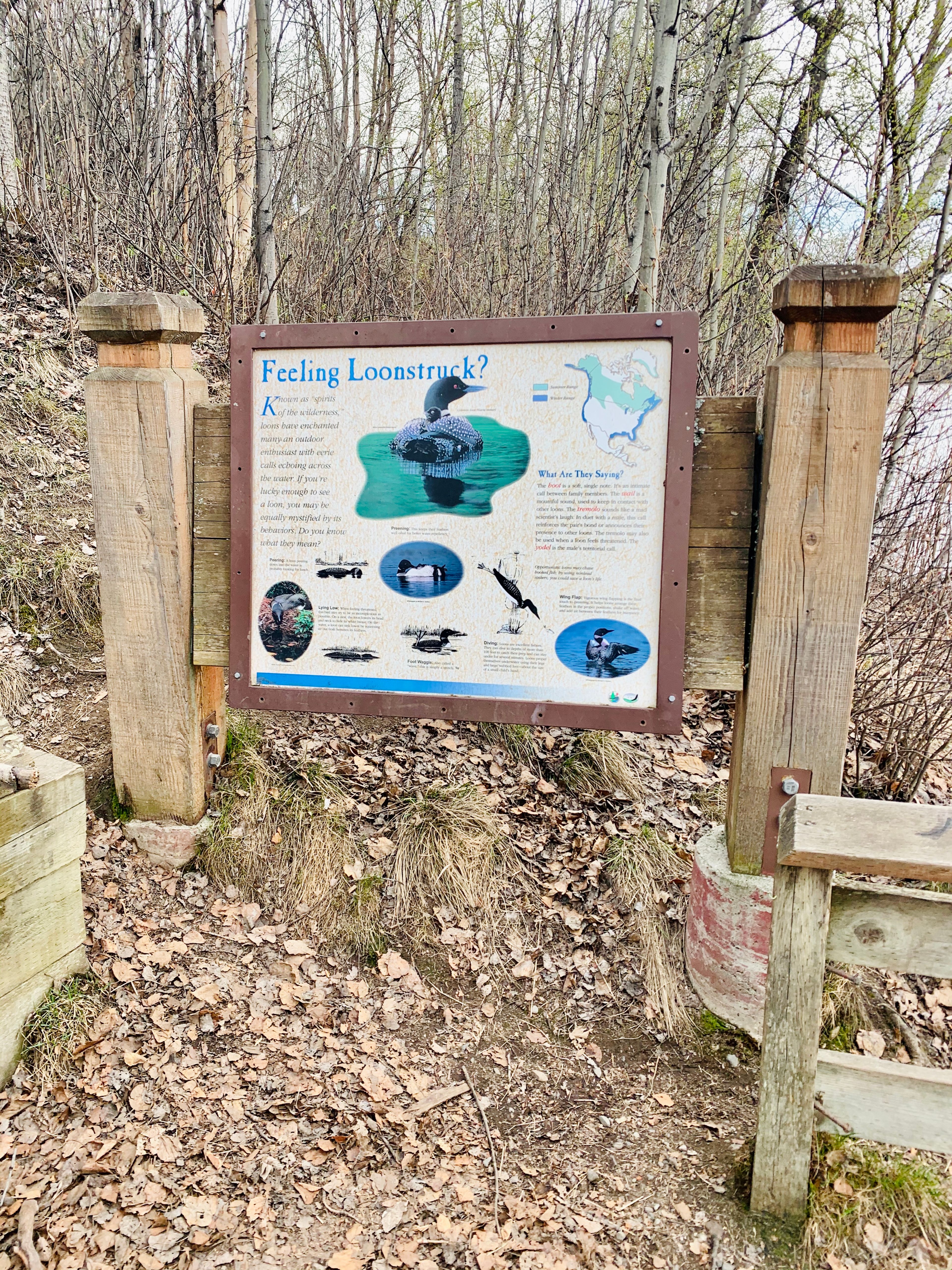 Matanuska Lake Interpretive Sign Loons