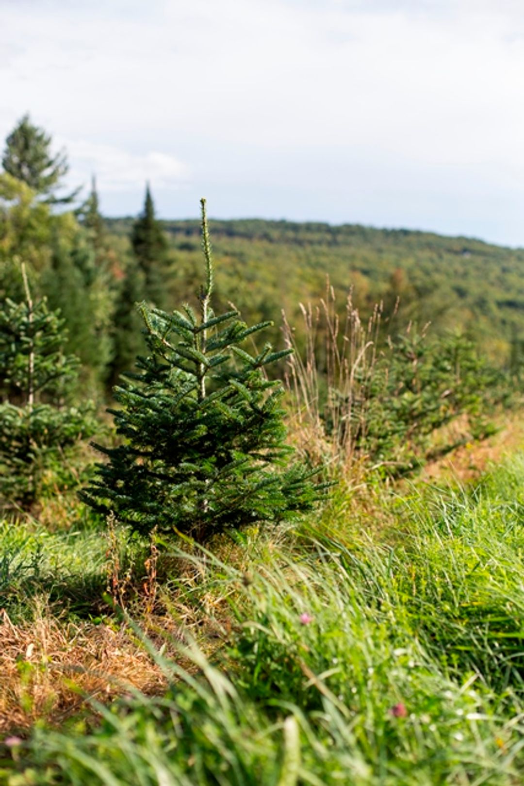 A Christmas tree sapling grows in a field at The Rocks.