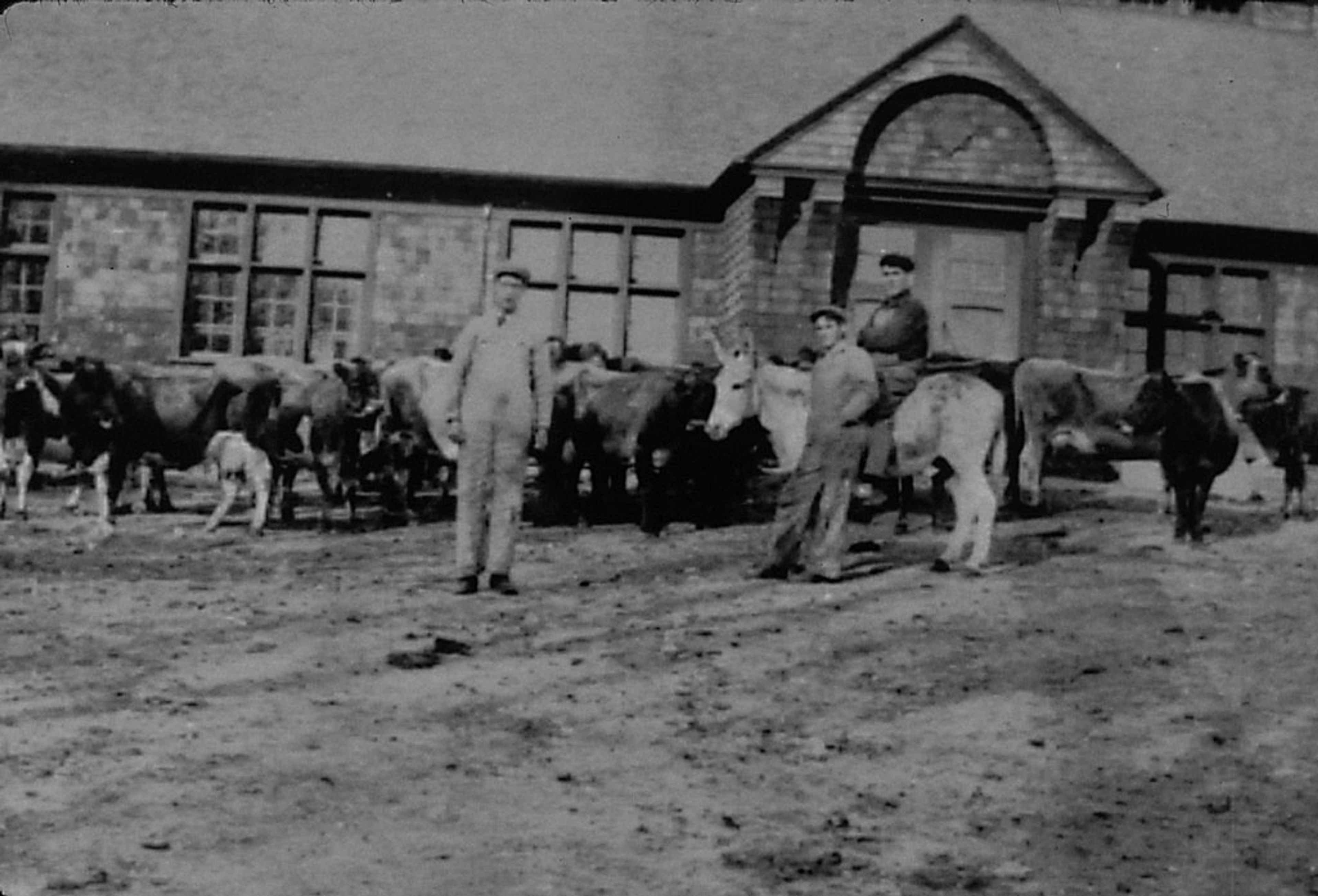 A black and white photo of the Glessner's farm animals.