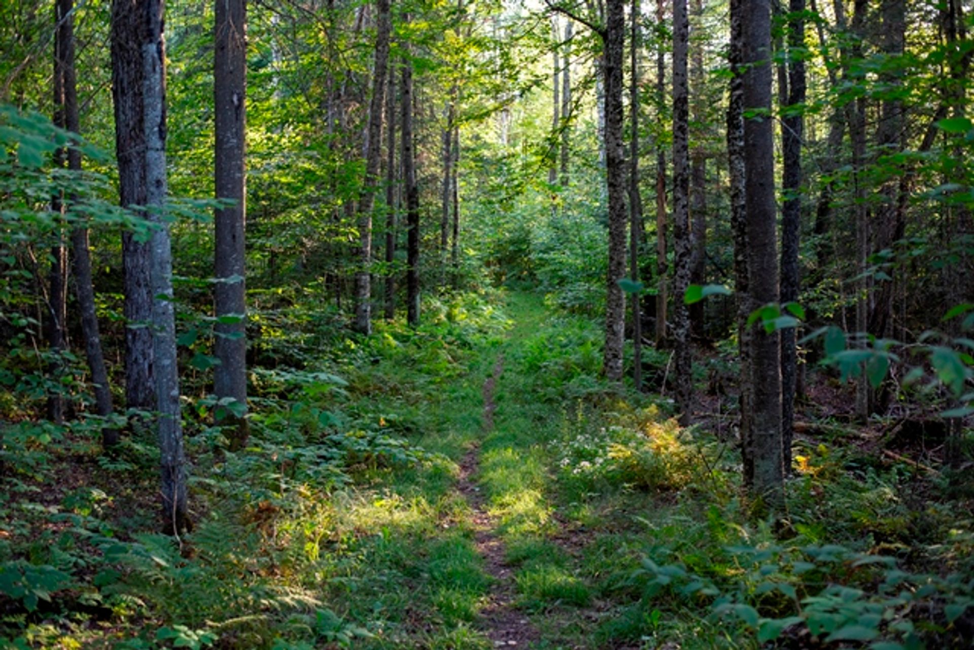 A path through a green forest.