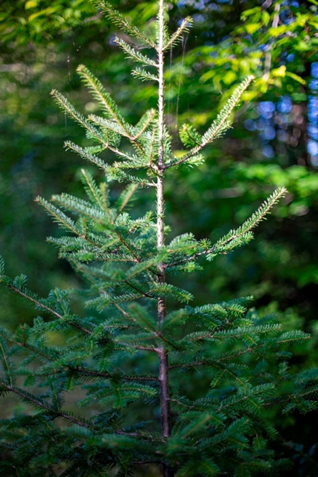 The Rocks sells cut-your-own and fresh Christmas trees grown at the reservation every holiday season.