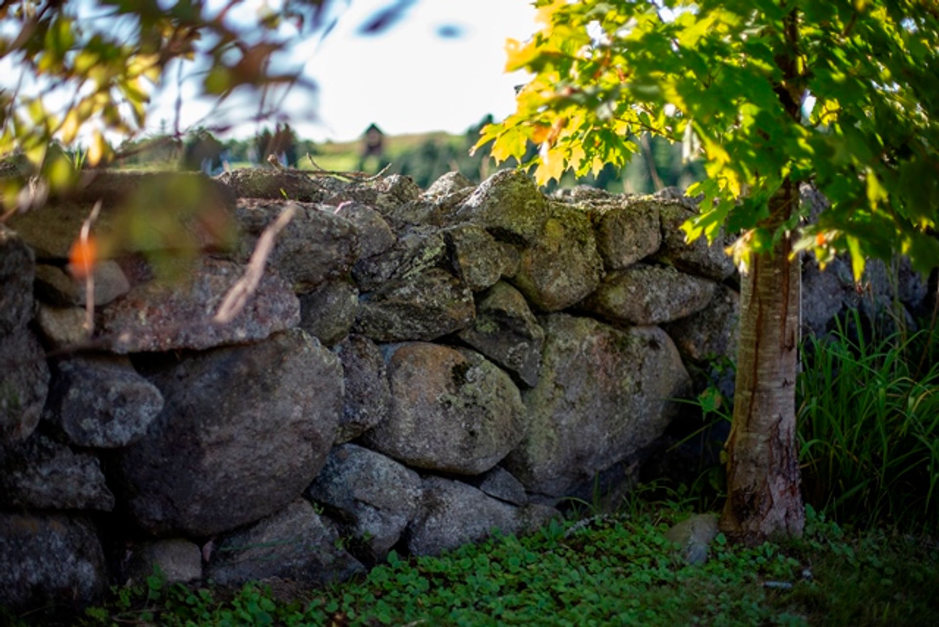 A stonewall beyond the fields of trees.