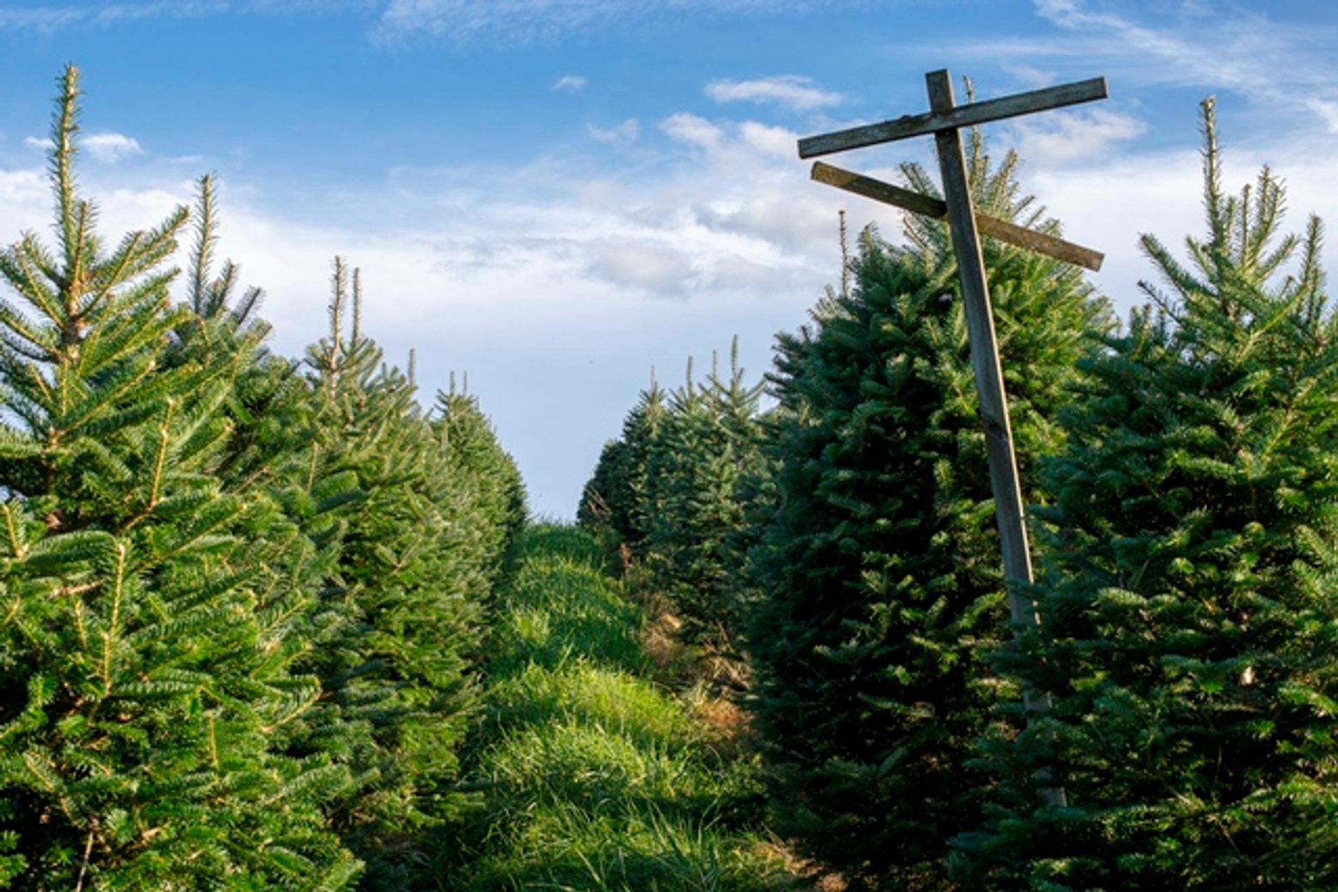 There are several different fir species grown at The Rocks for Christmas trees.