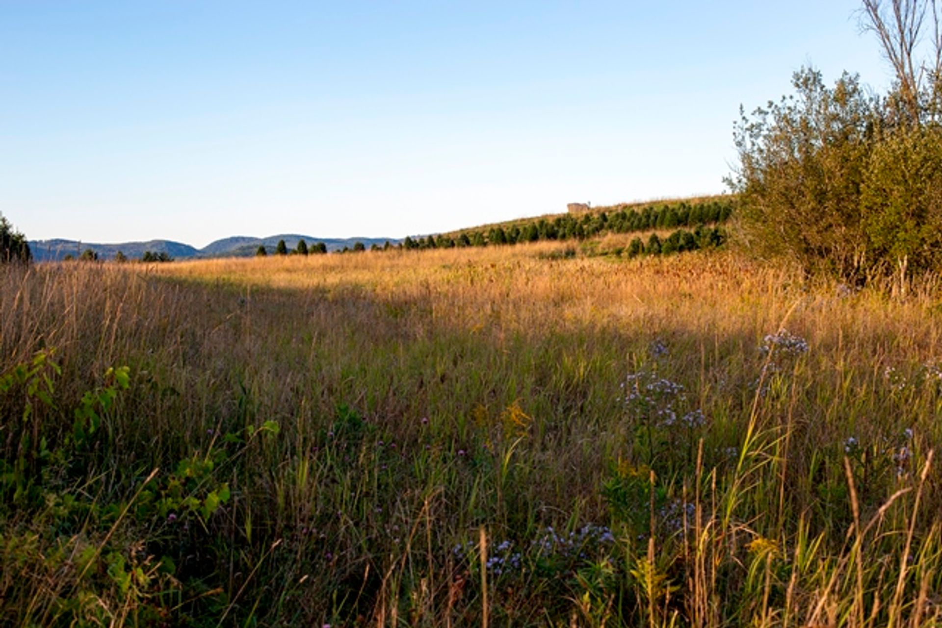 A view of a meadow in the front of the Christmas tree fields.