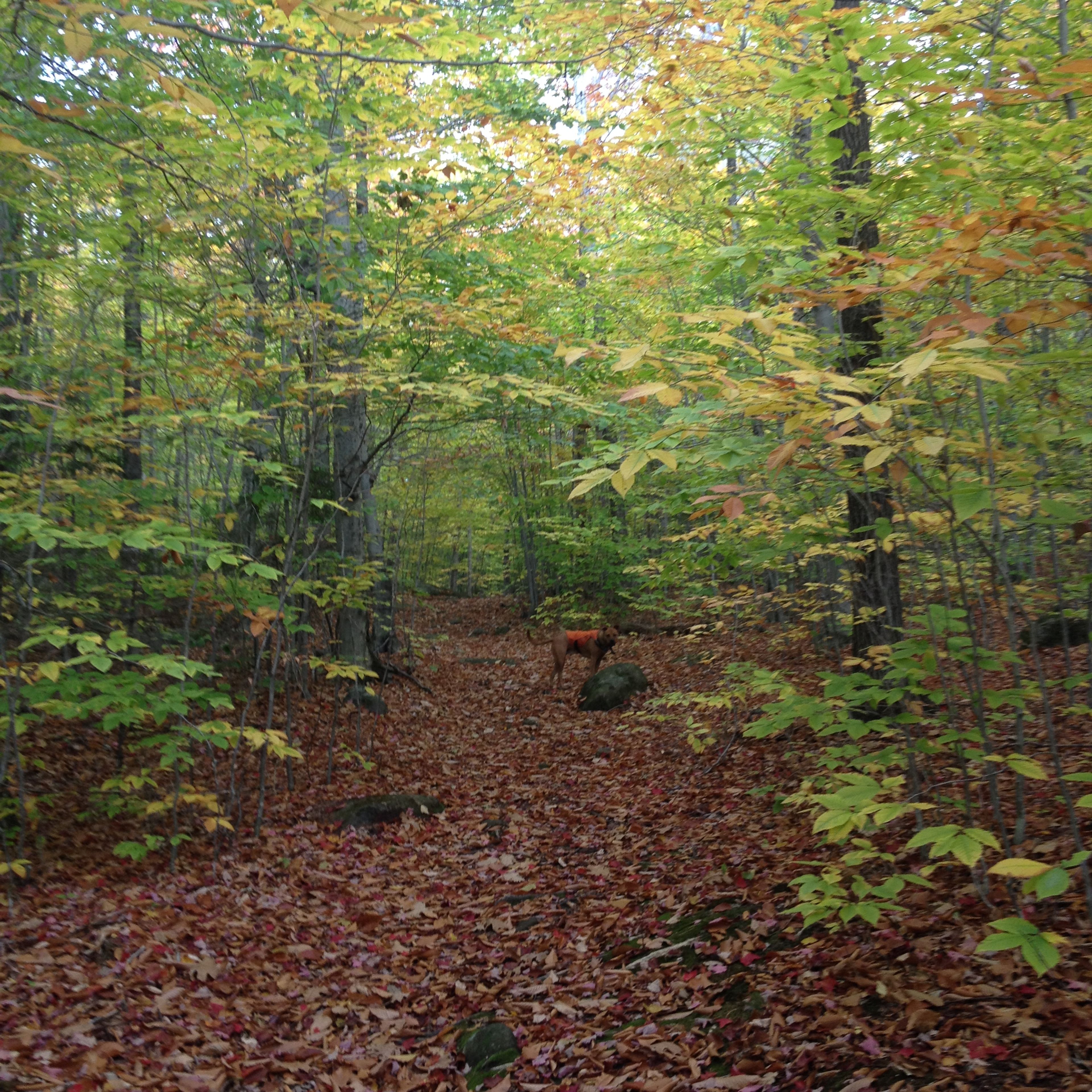 A dog in an orange vest on the trail in autumn.