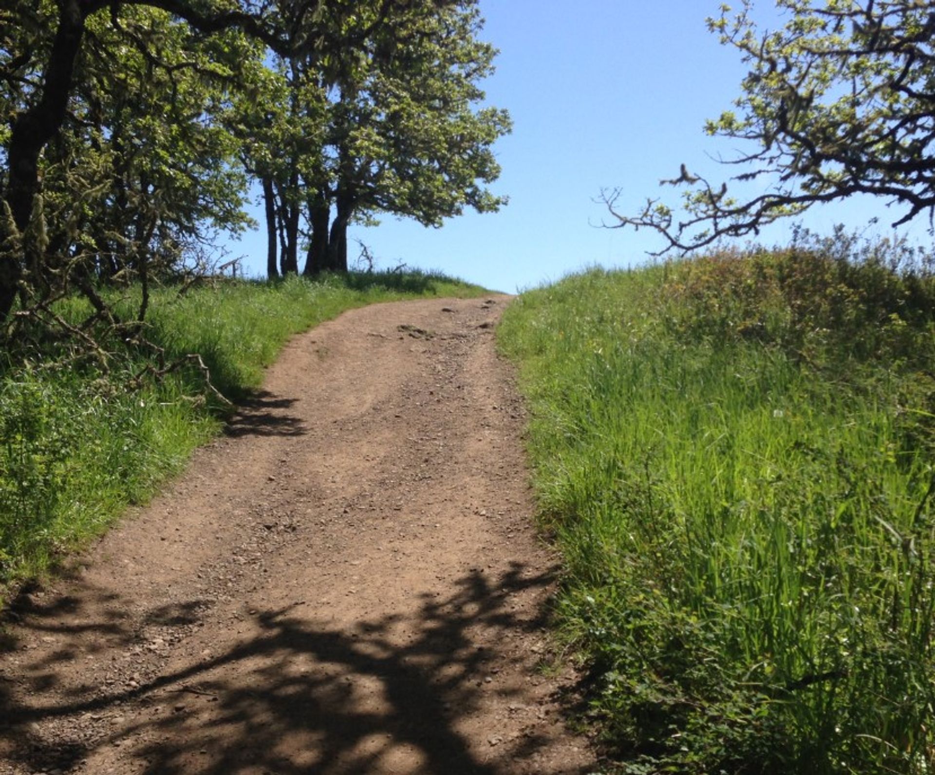 Trail 1 Just Below Summit