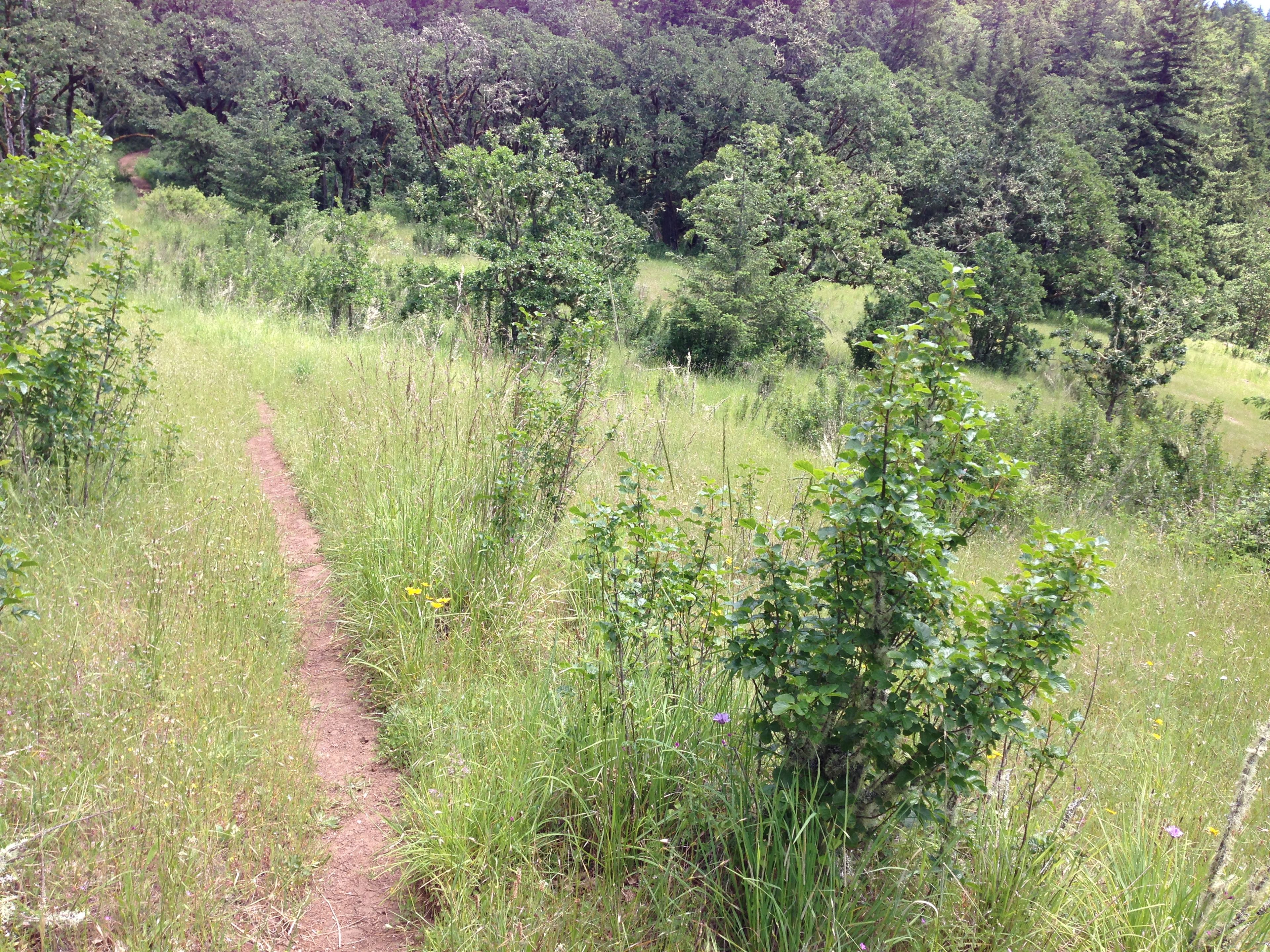 Middle Trail 3 Above the Arboretum