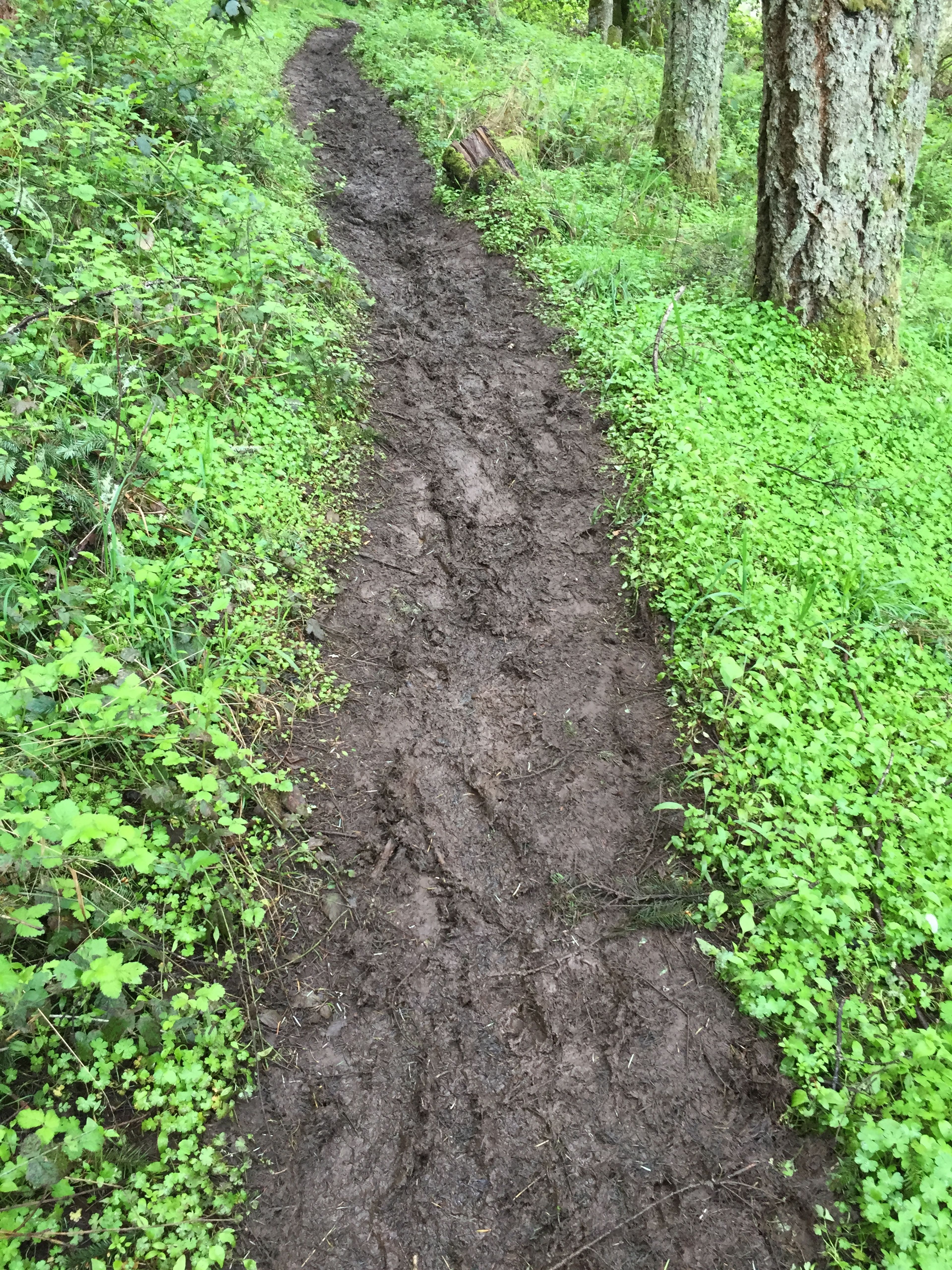 Middle Trail 3