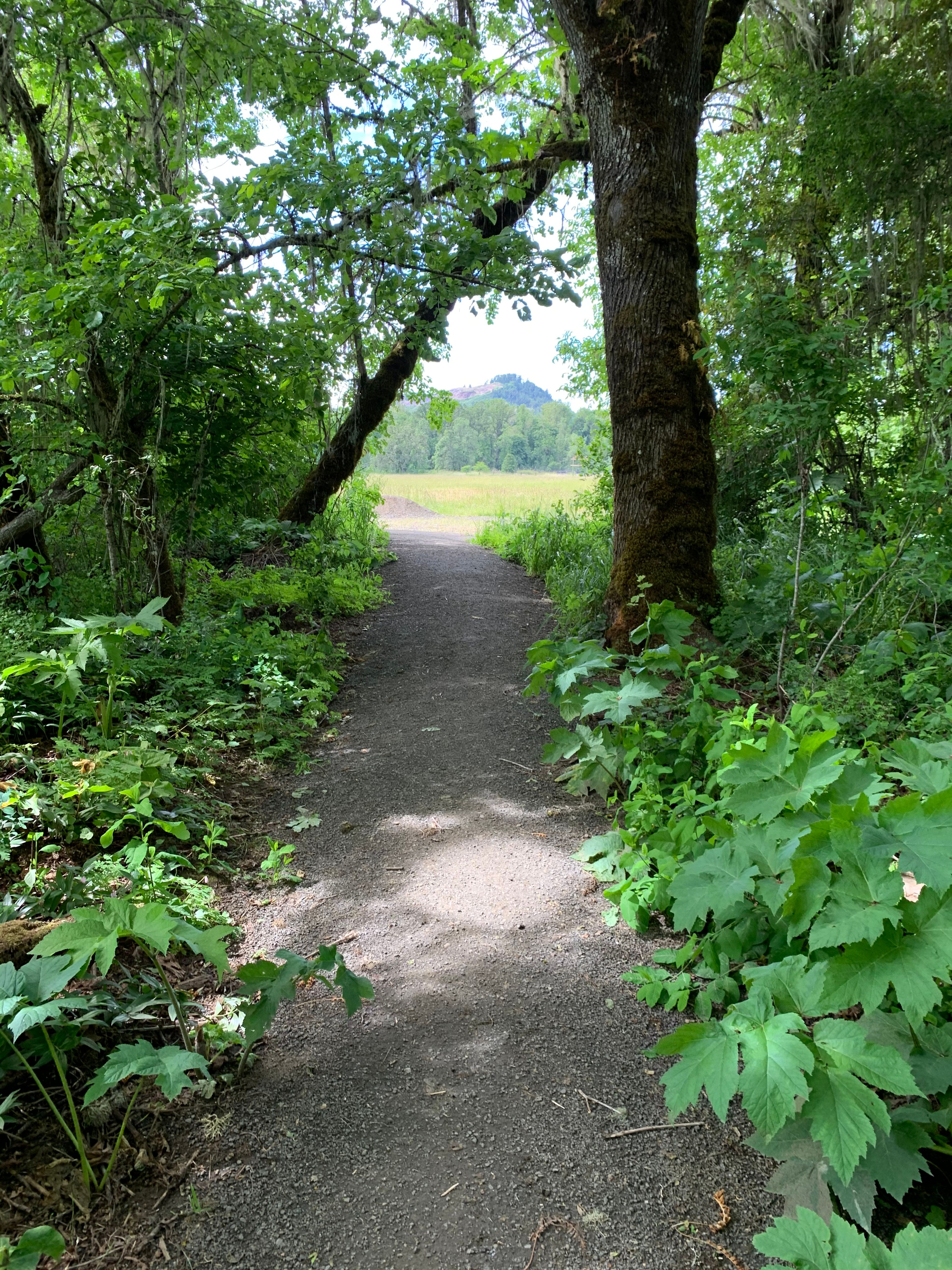 Trail 8 Looking out into Parrish Meadow