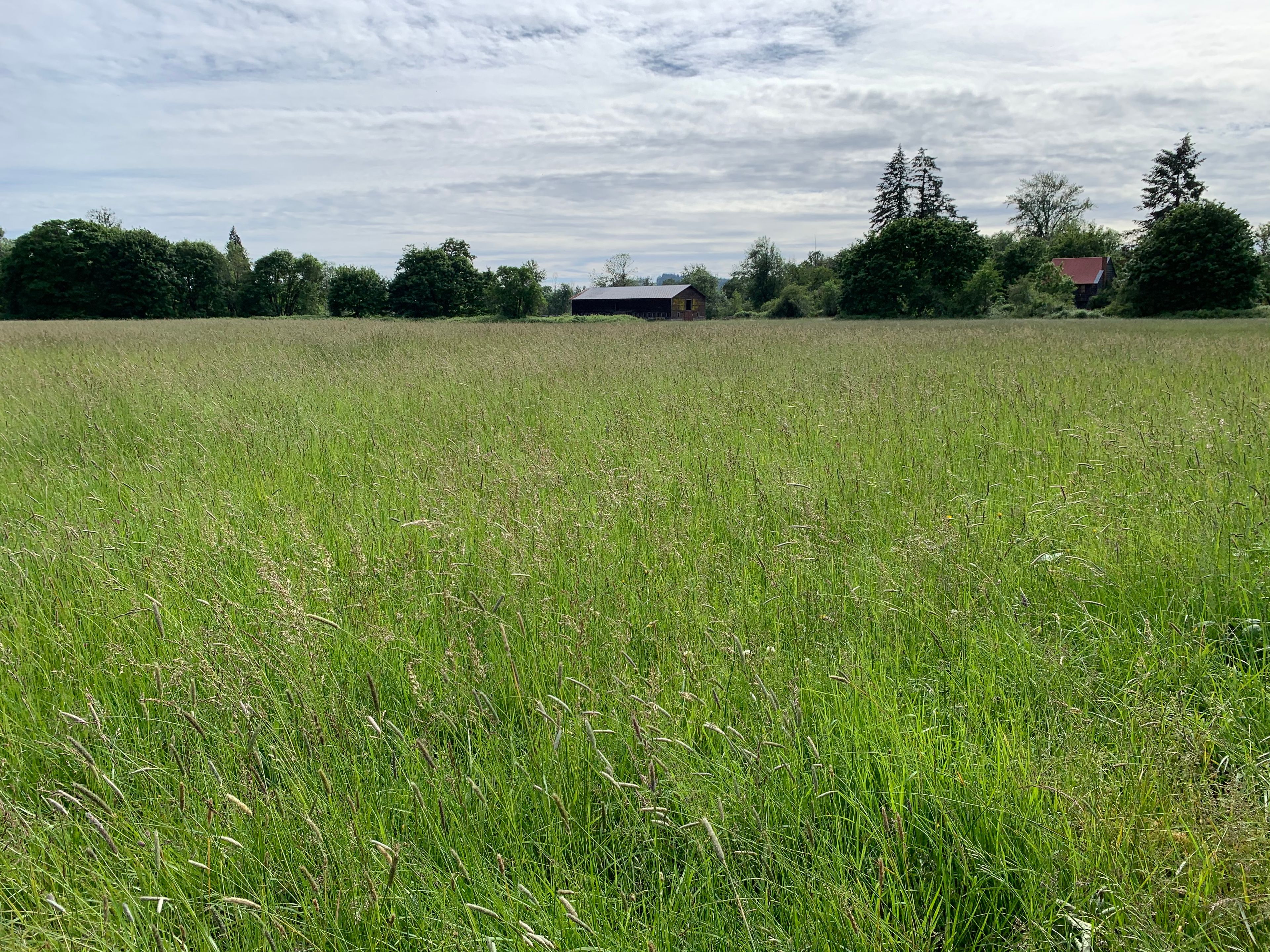 Kienzle Meadow with the Kienzle Barn and House in the Background