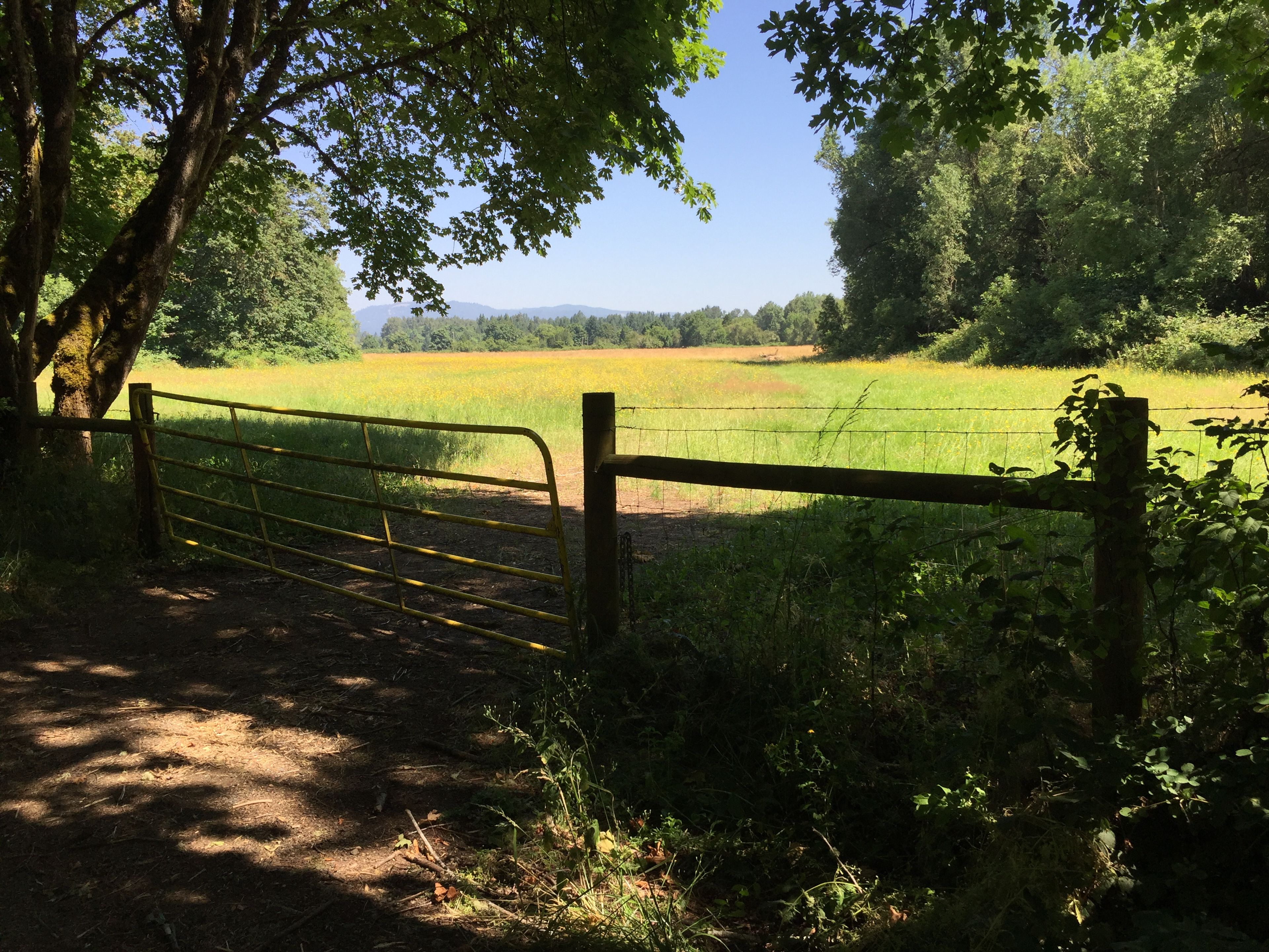 Kienzle Meadow Looking North