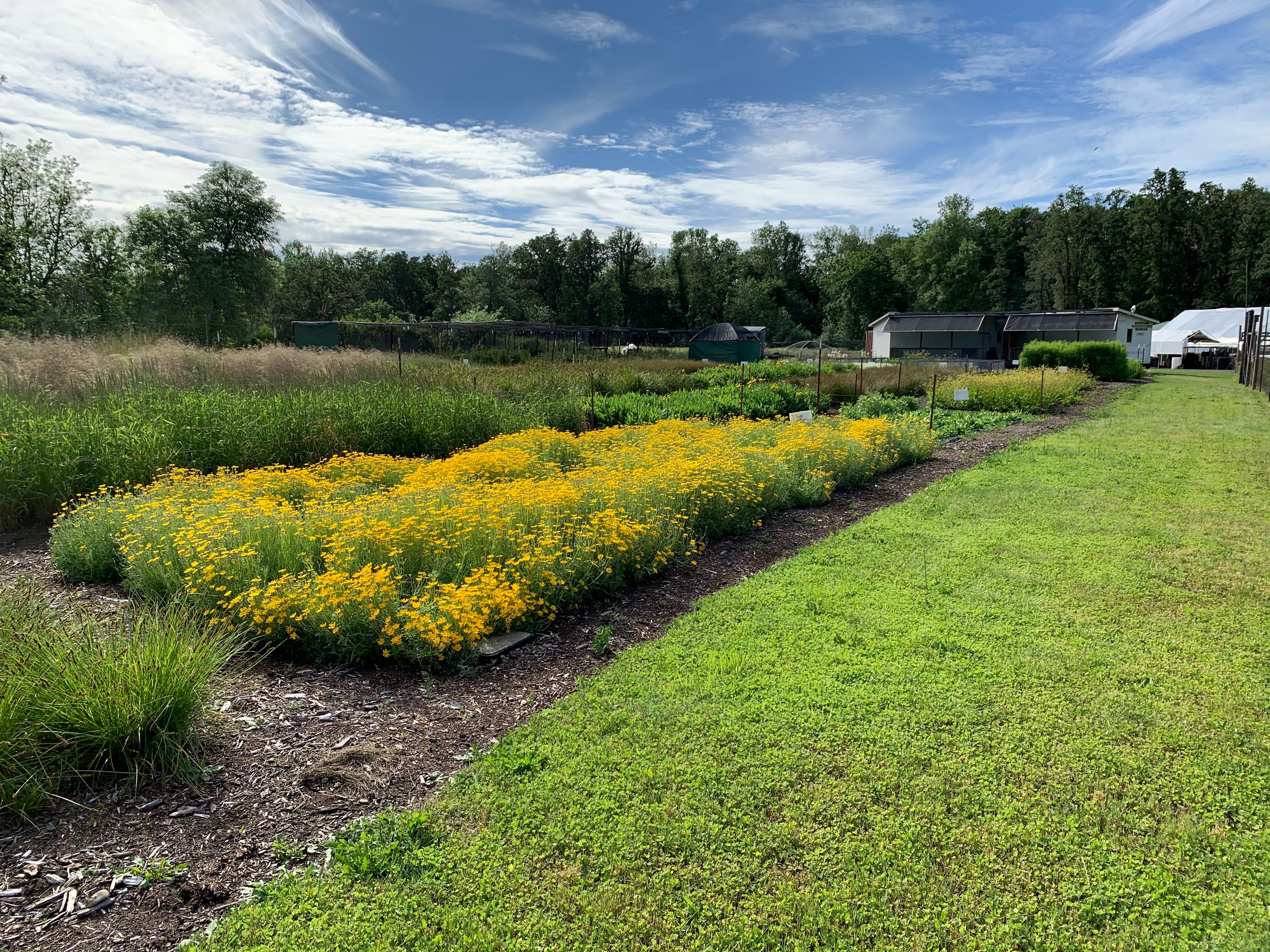 Friends' Native Plant Nursery Beds