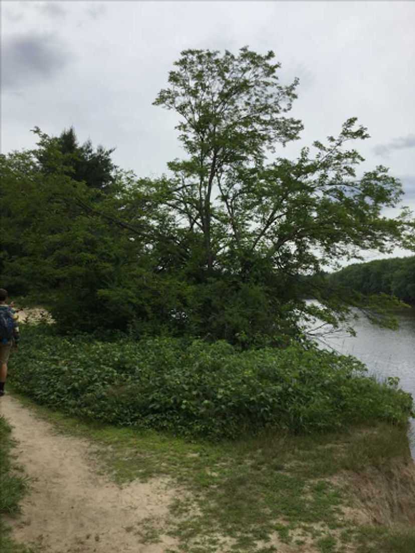 A view of the river from the path.