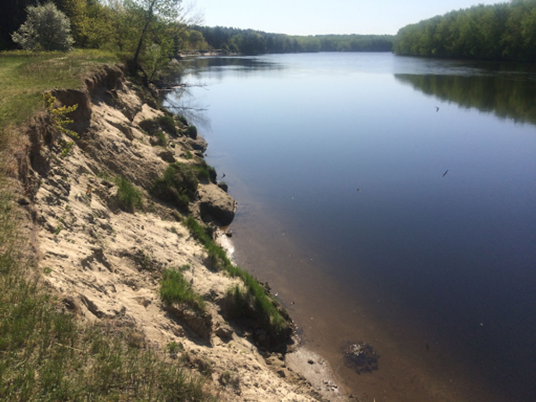 The banks of the Merrimack are home to nesting bank swallows where they aren't eroded.