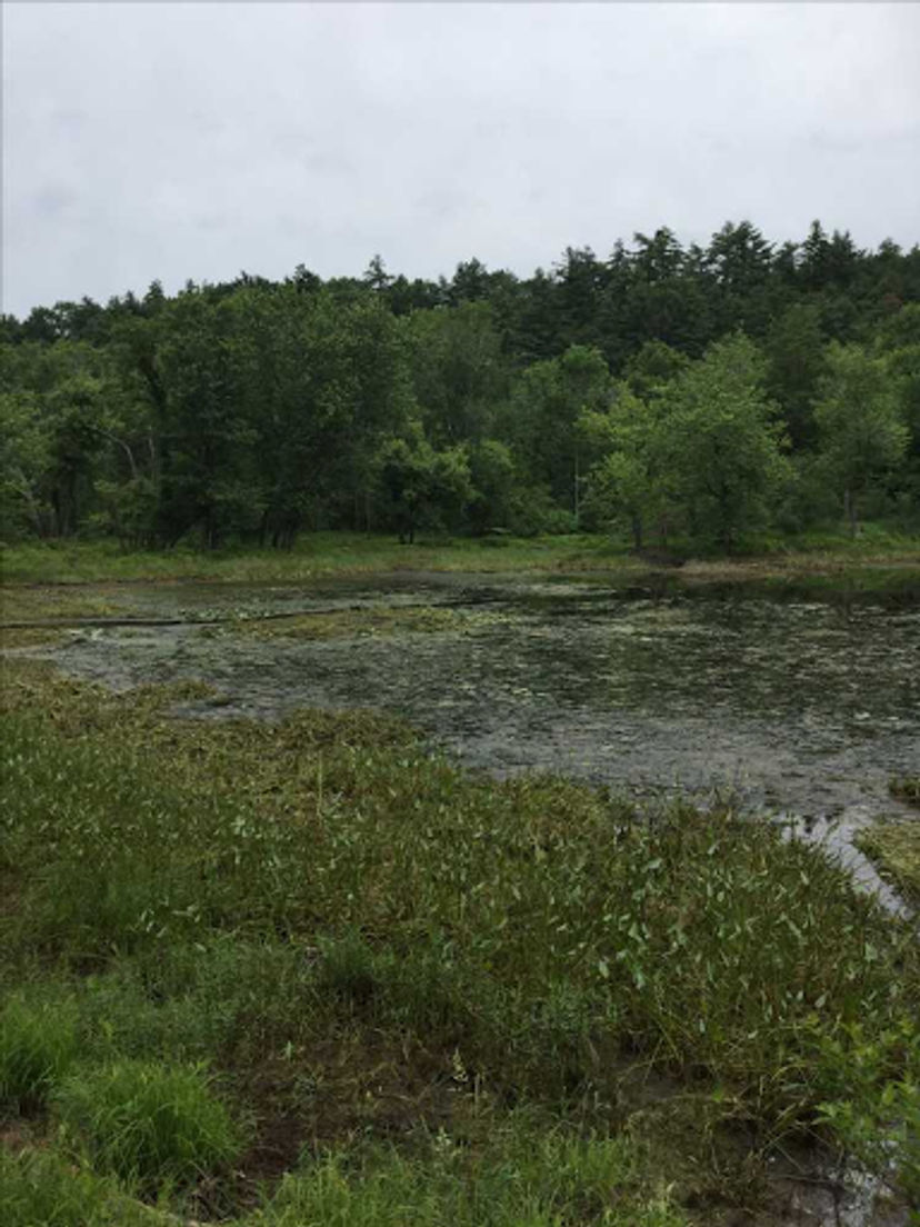 A green marshland in front of a green spruce forest.