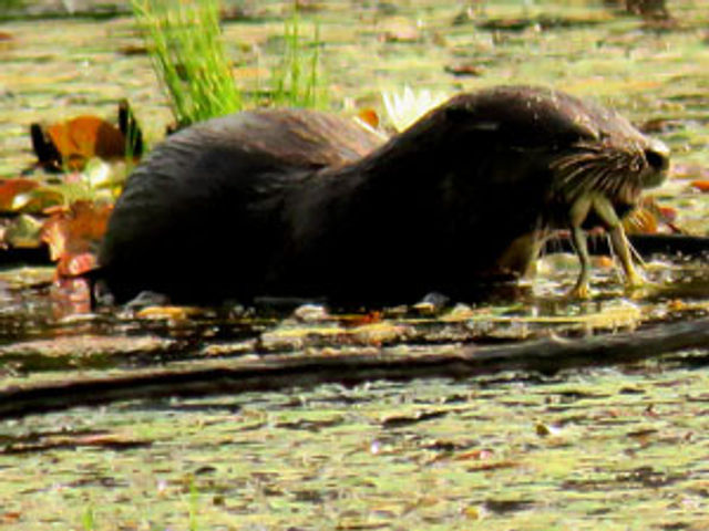 A river otter is pictured with fits catch- a frog, indicated by the legs sticking out of its mouth.