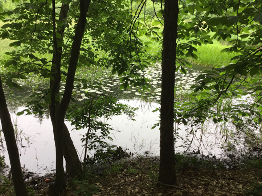 Lilies across a pond near the forest.