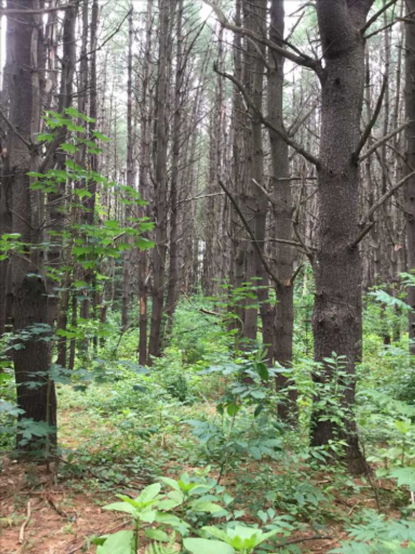 Pine trees in the forest.