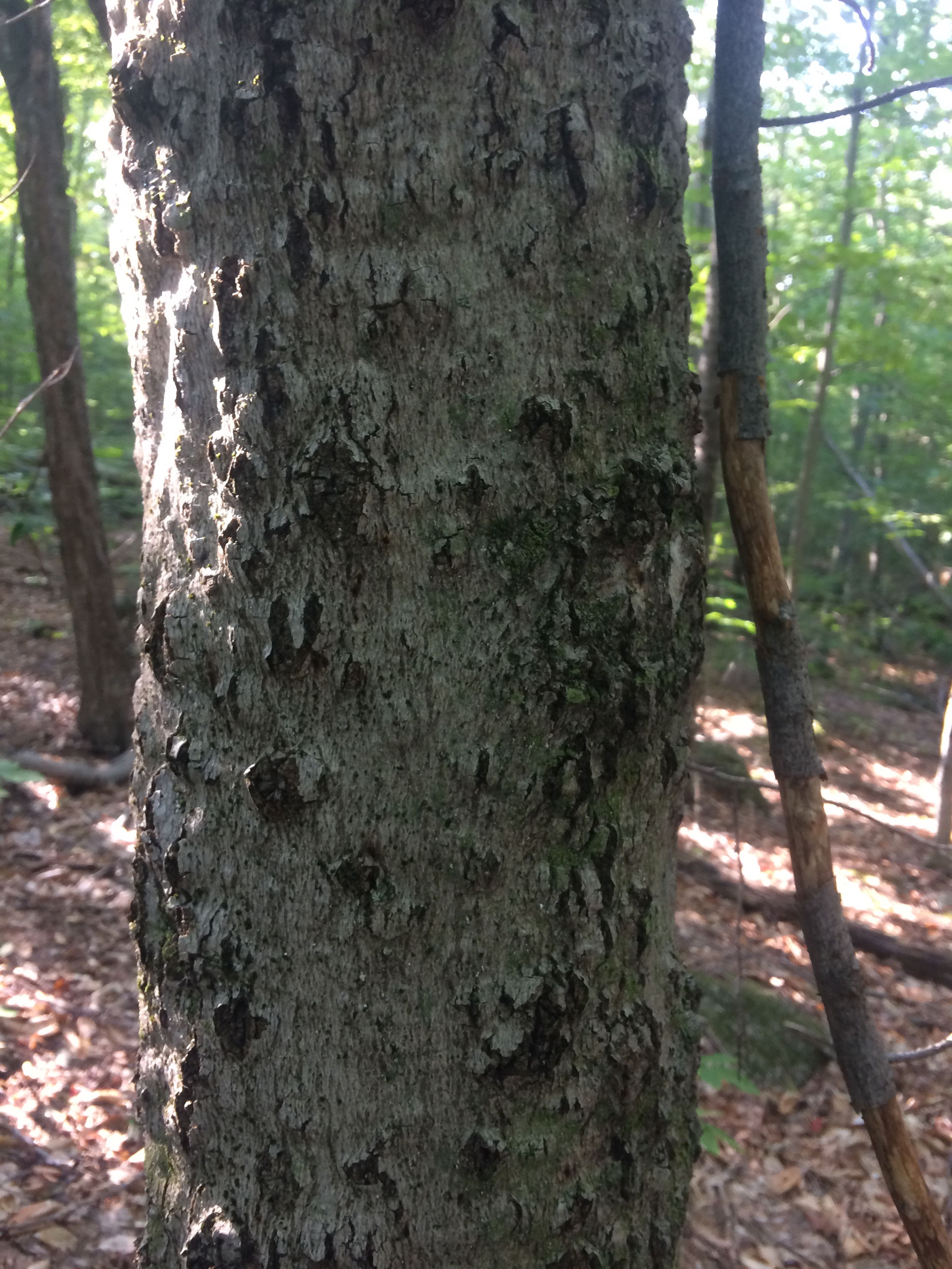 A tree in the forest.