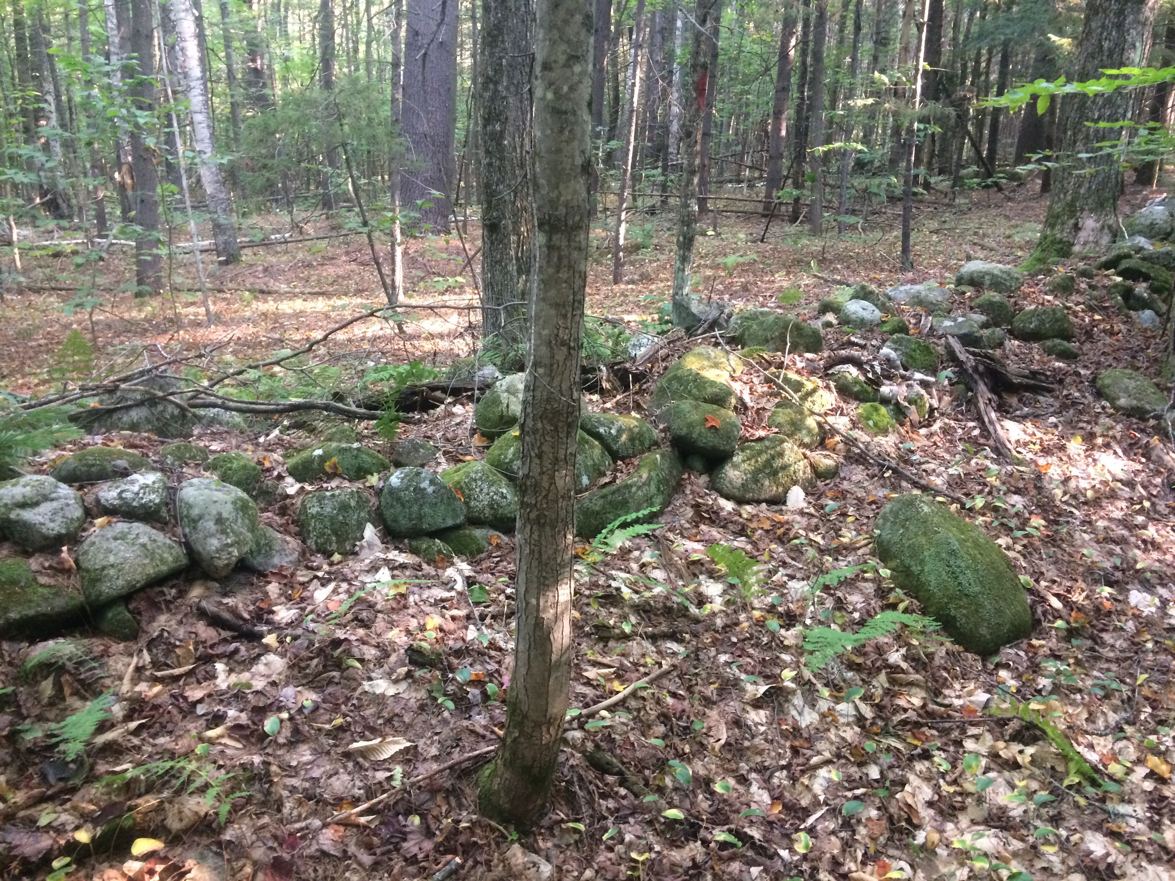 A rock wall winds through the forest.