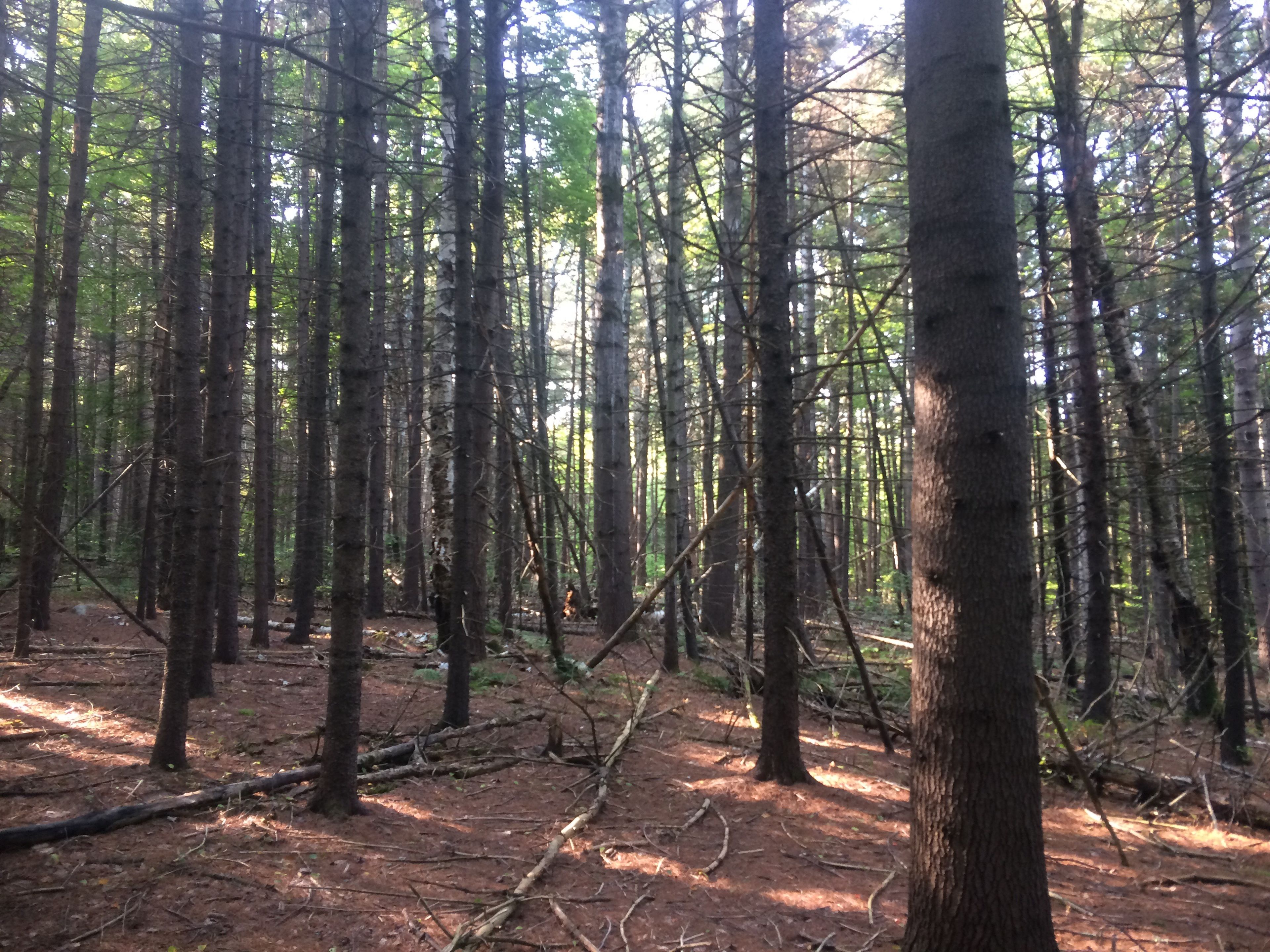 The forest floor is covered in pine needles.