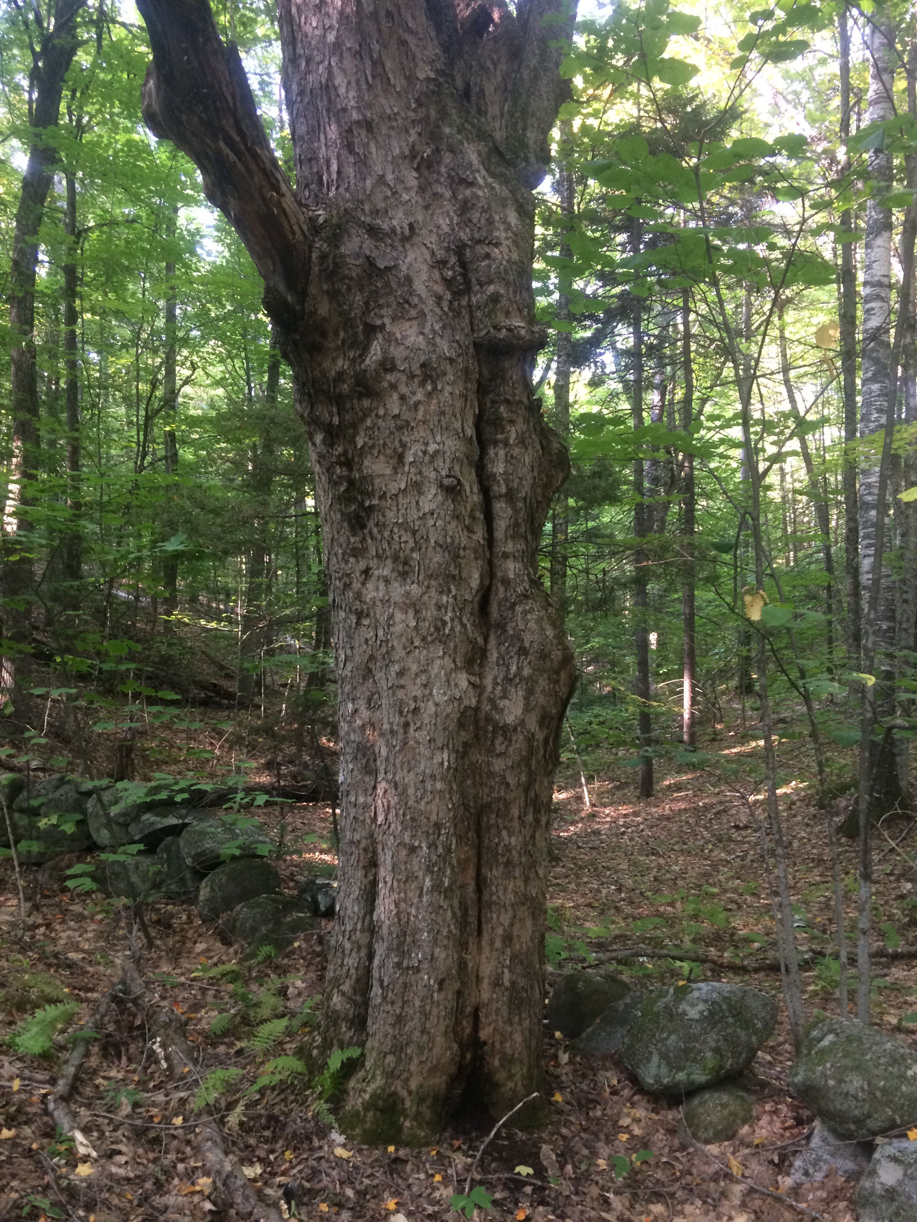 A tree in the forest with a rock wall behind.