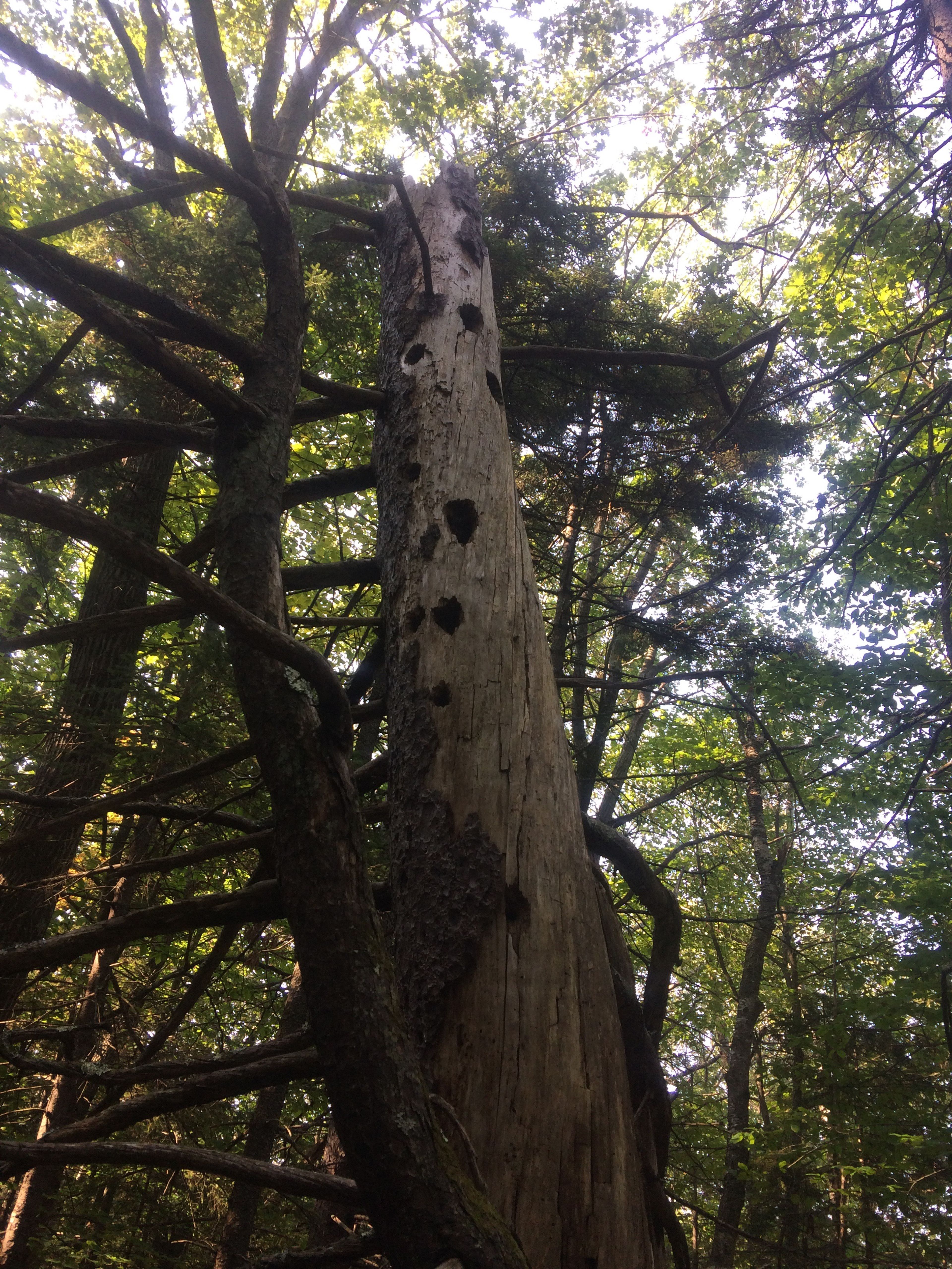 A snag in the forest is covered in woodpecker holes.