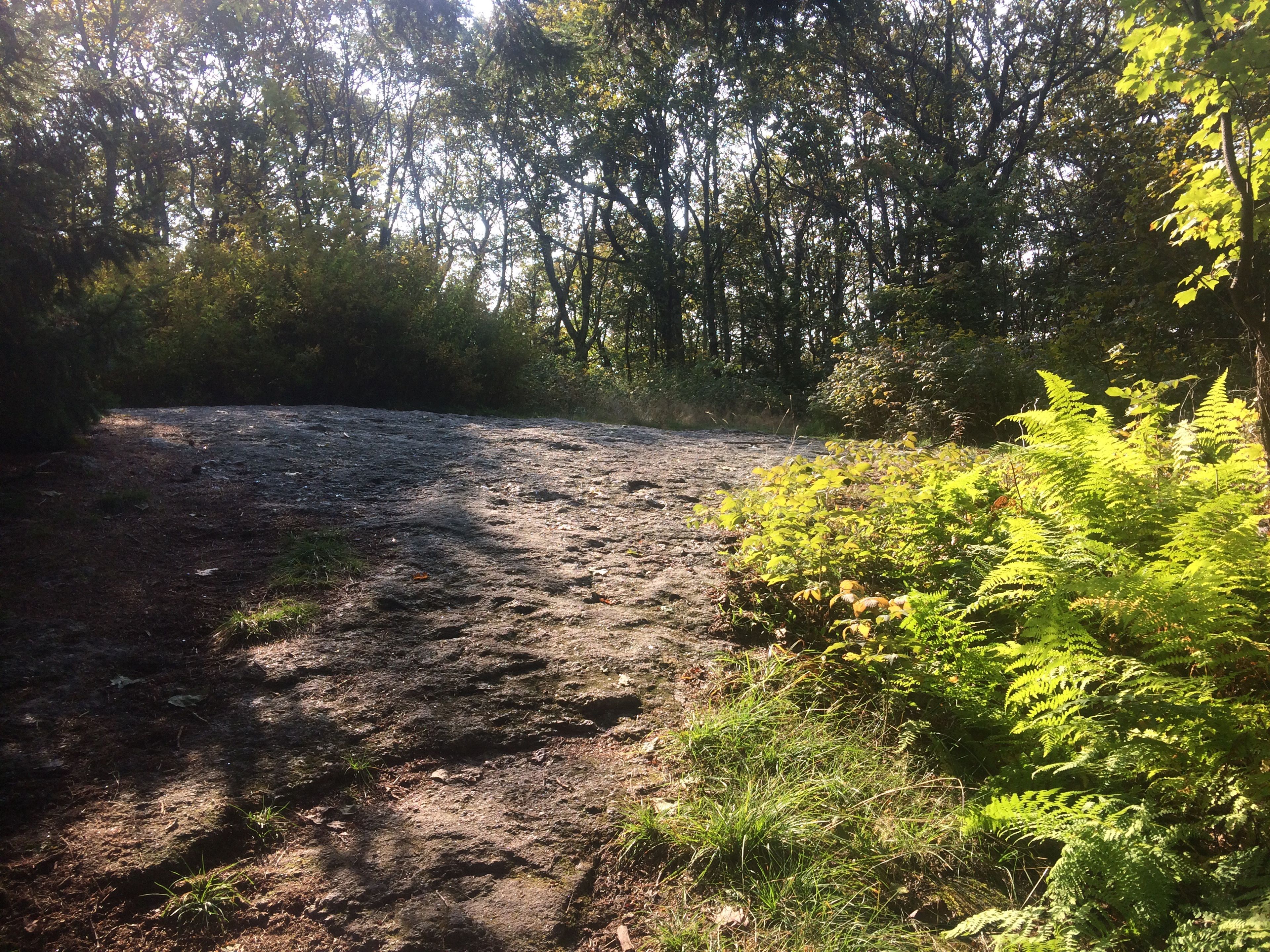 A rocky outcropping in the sunlight.