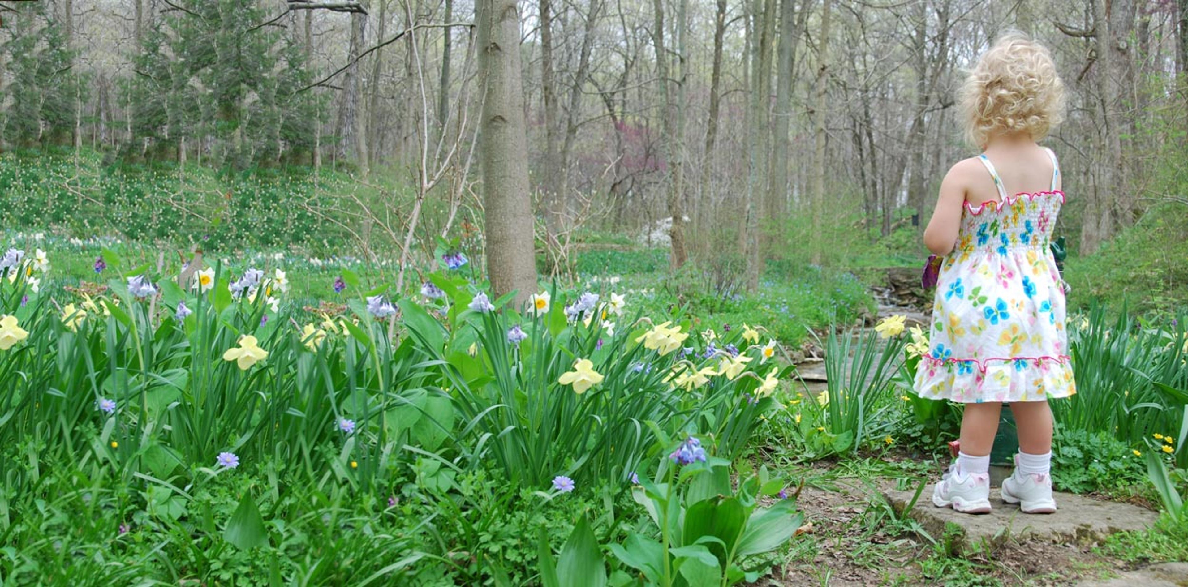 Daffodils and Virginia Bluebells lure visitors to Aullwood Garden each Spring.