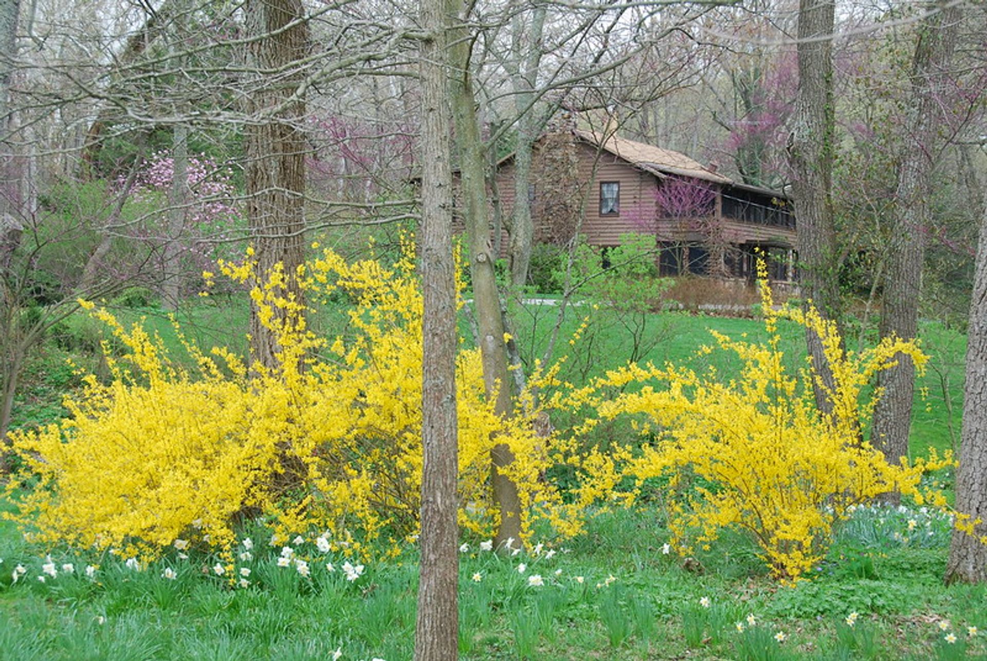 Aullwood shows off in Spring, but is beautiful in all seasons.