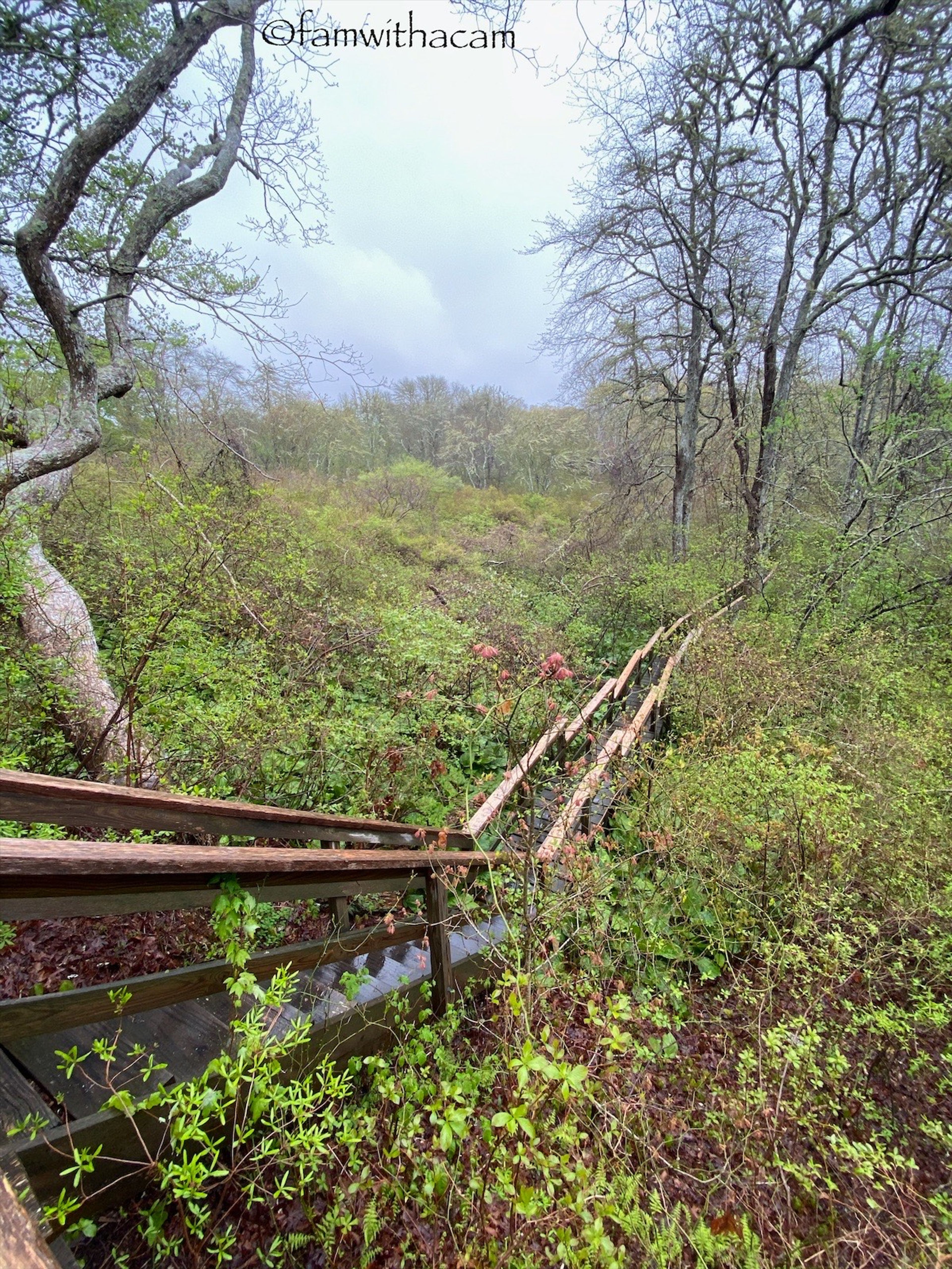 Fulling Mill Brook stairway