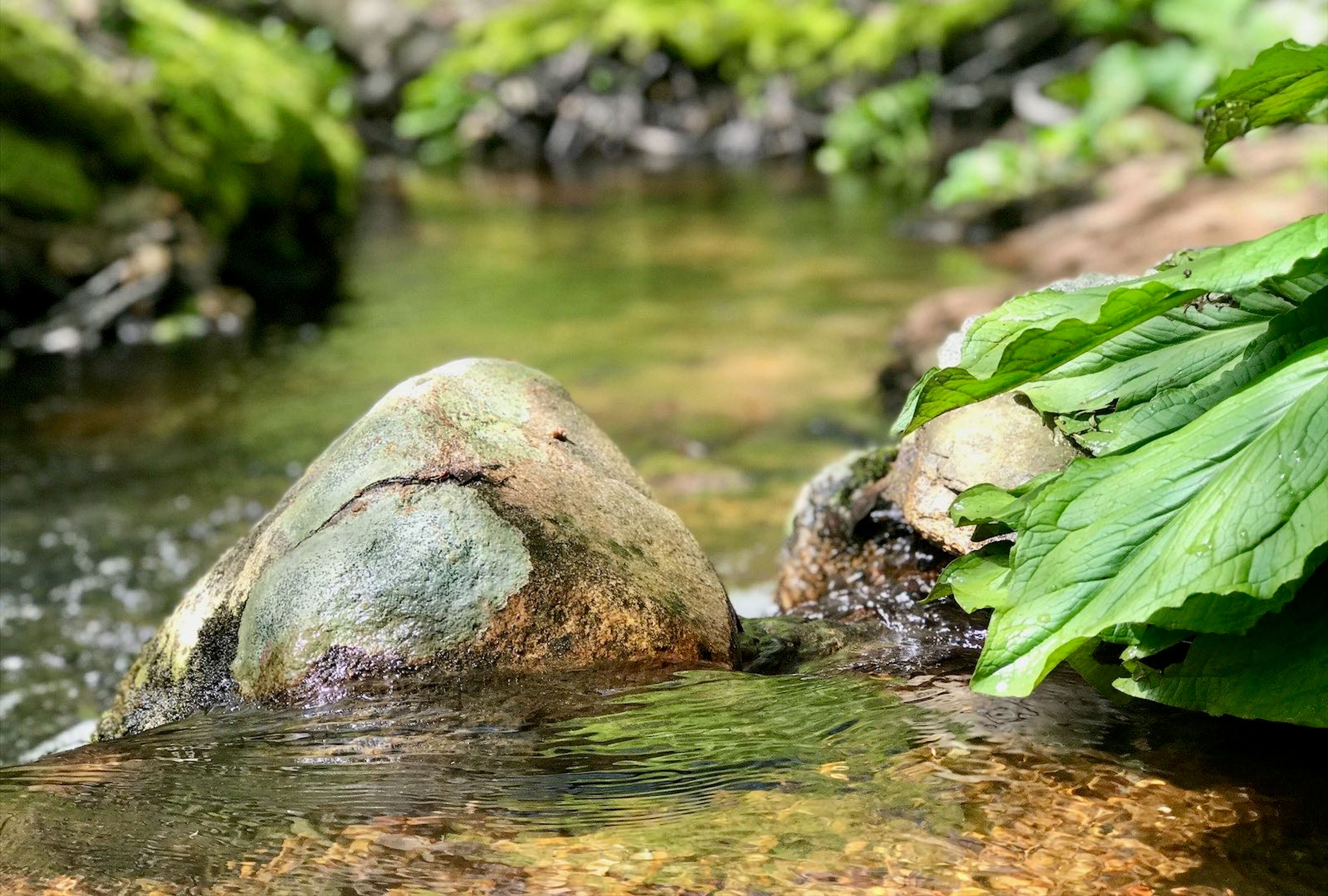 Fulling Mill Brook