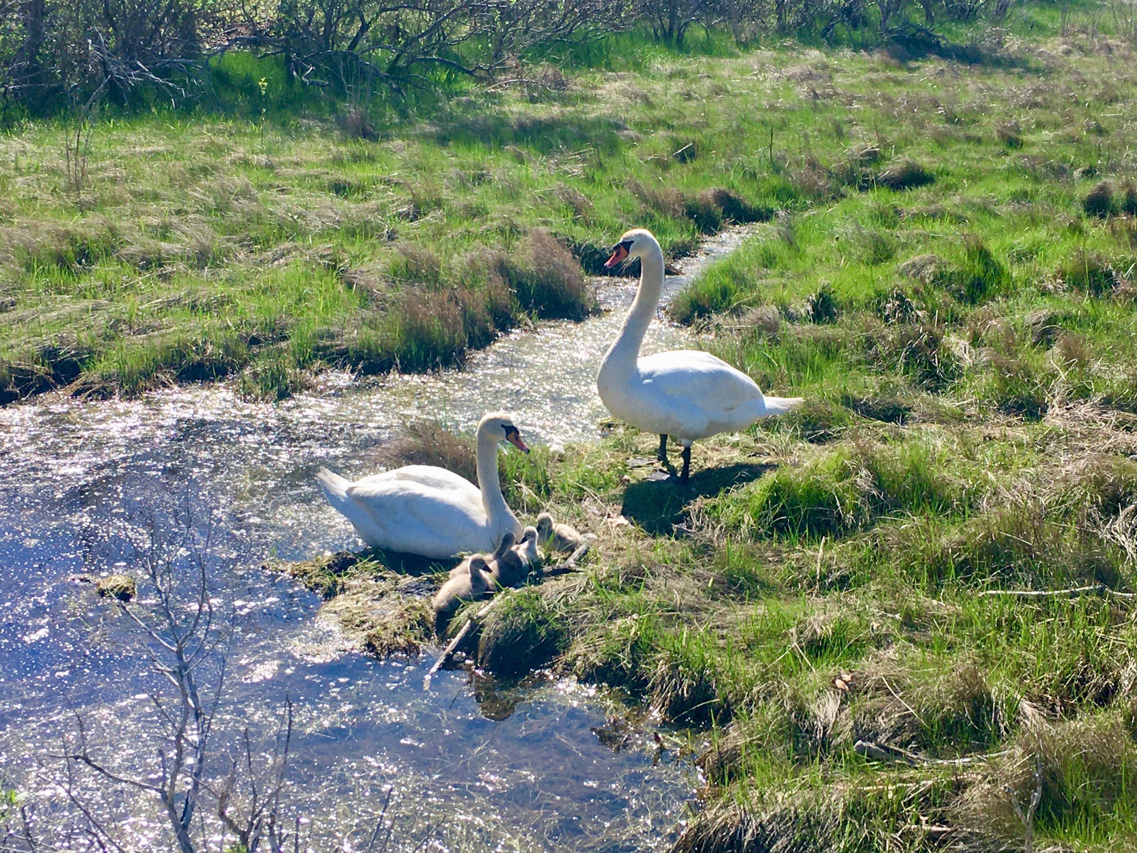 Young swan family at Felix Neck Wildlife Sanctuary